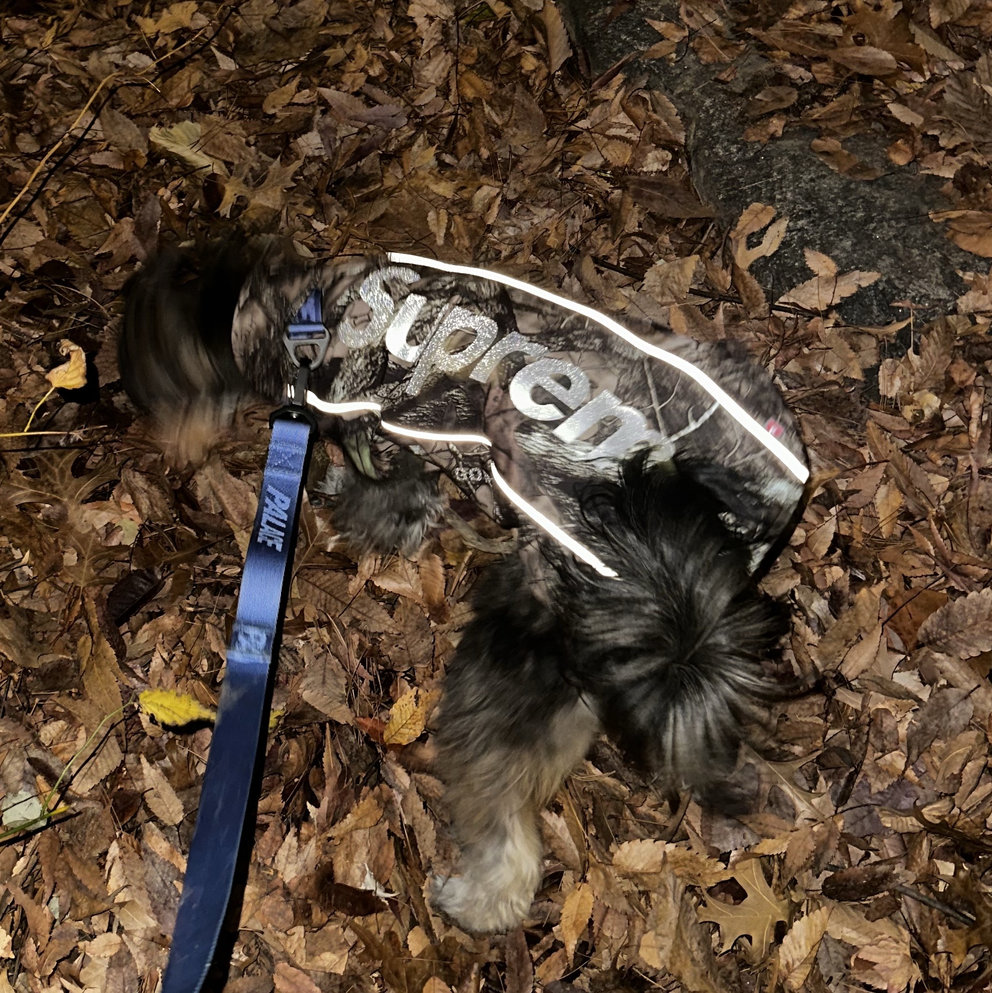 Supreme Gore-Tex Dog Jacket TrueTimber HTC Fall Camo - 24FW 착용 스타일 - 1