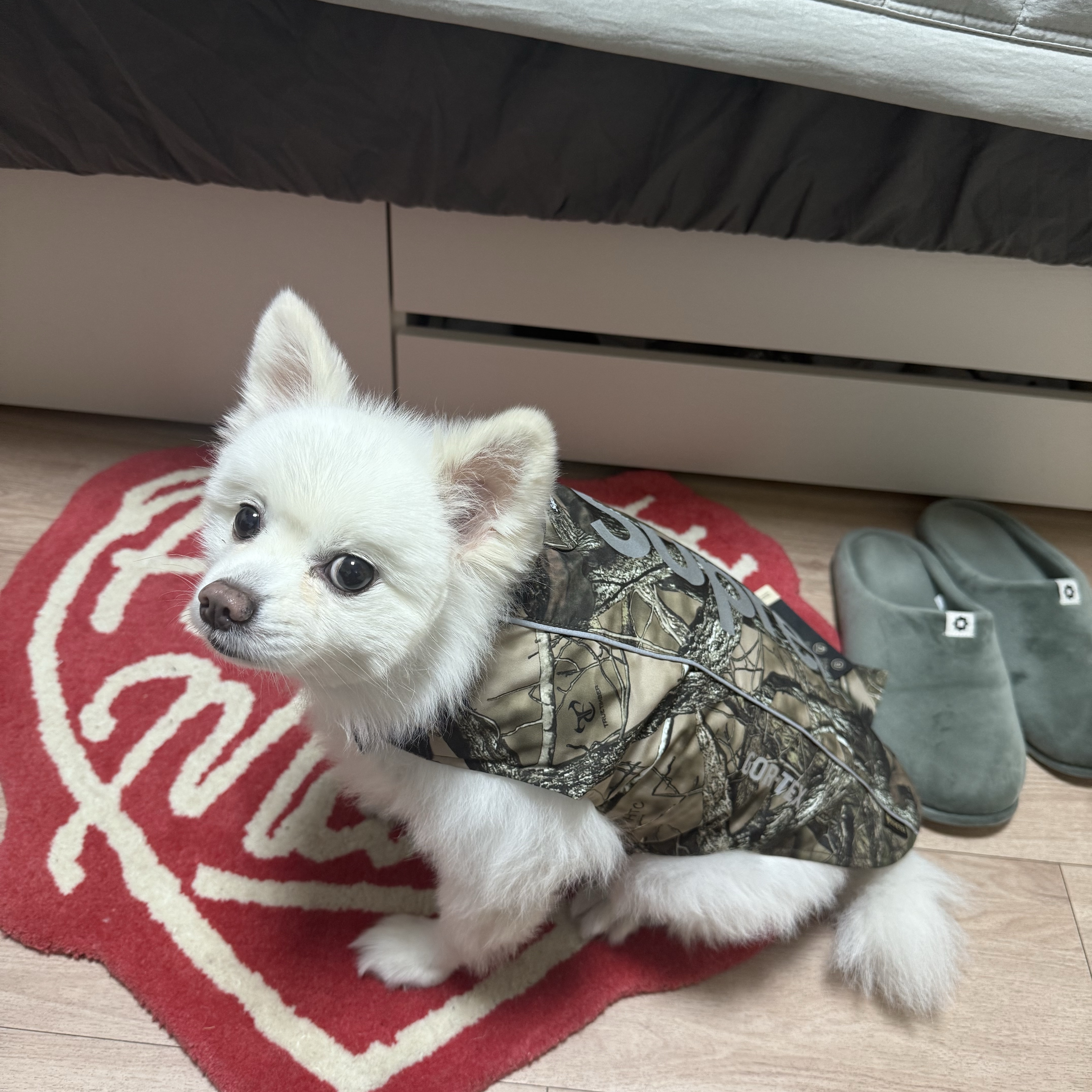 Supreme Gore-Tex Dog Jacket TrueTimber HTC Fall Camo - 24FW 착용 스타일 - 2