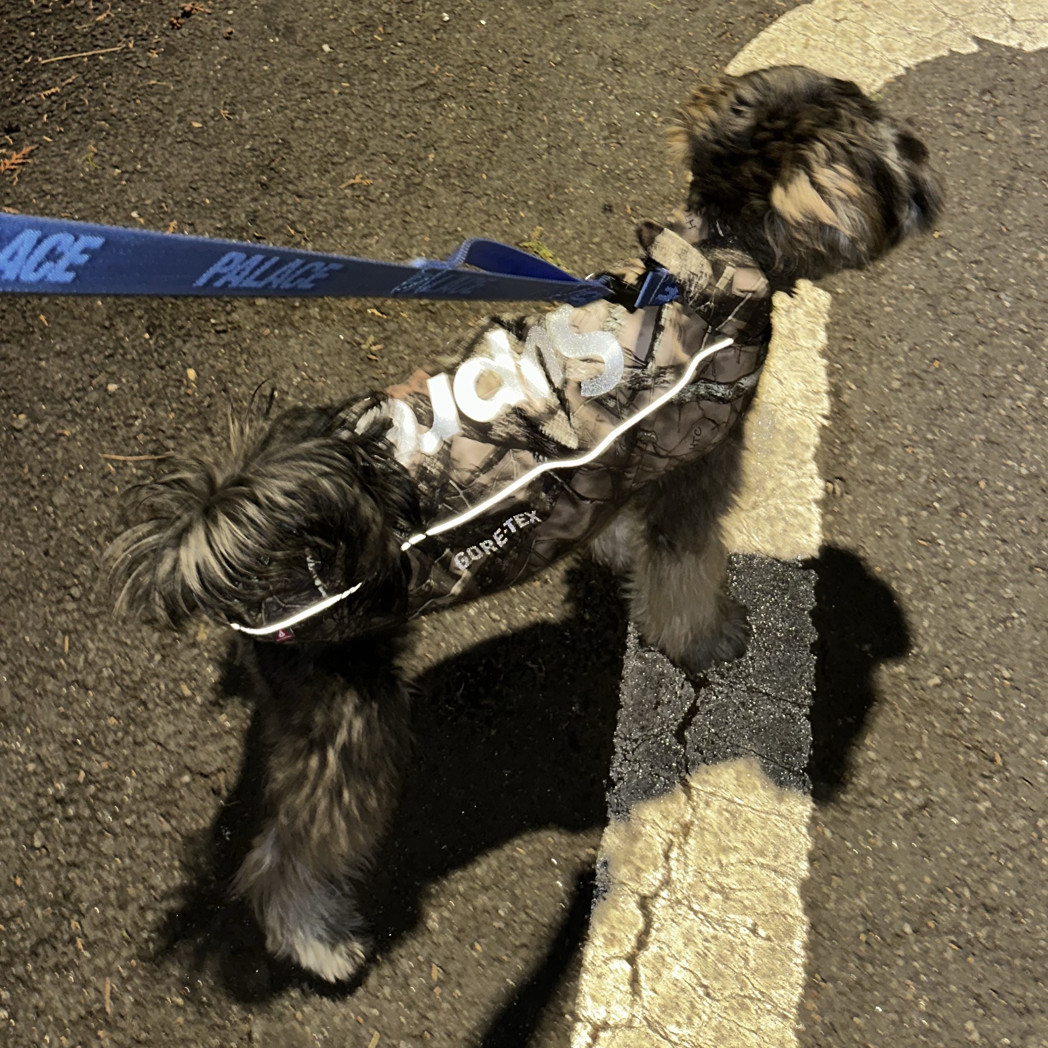 Supreme Gore-Tex Dog Jacket TrueTimber HTC Fall Camo - 24FW 착용 스타일 - 2