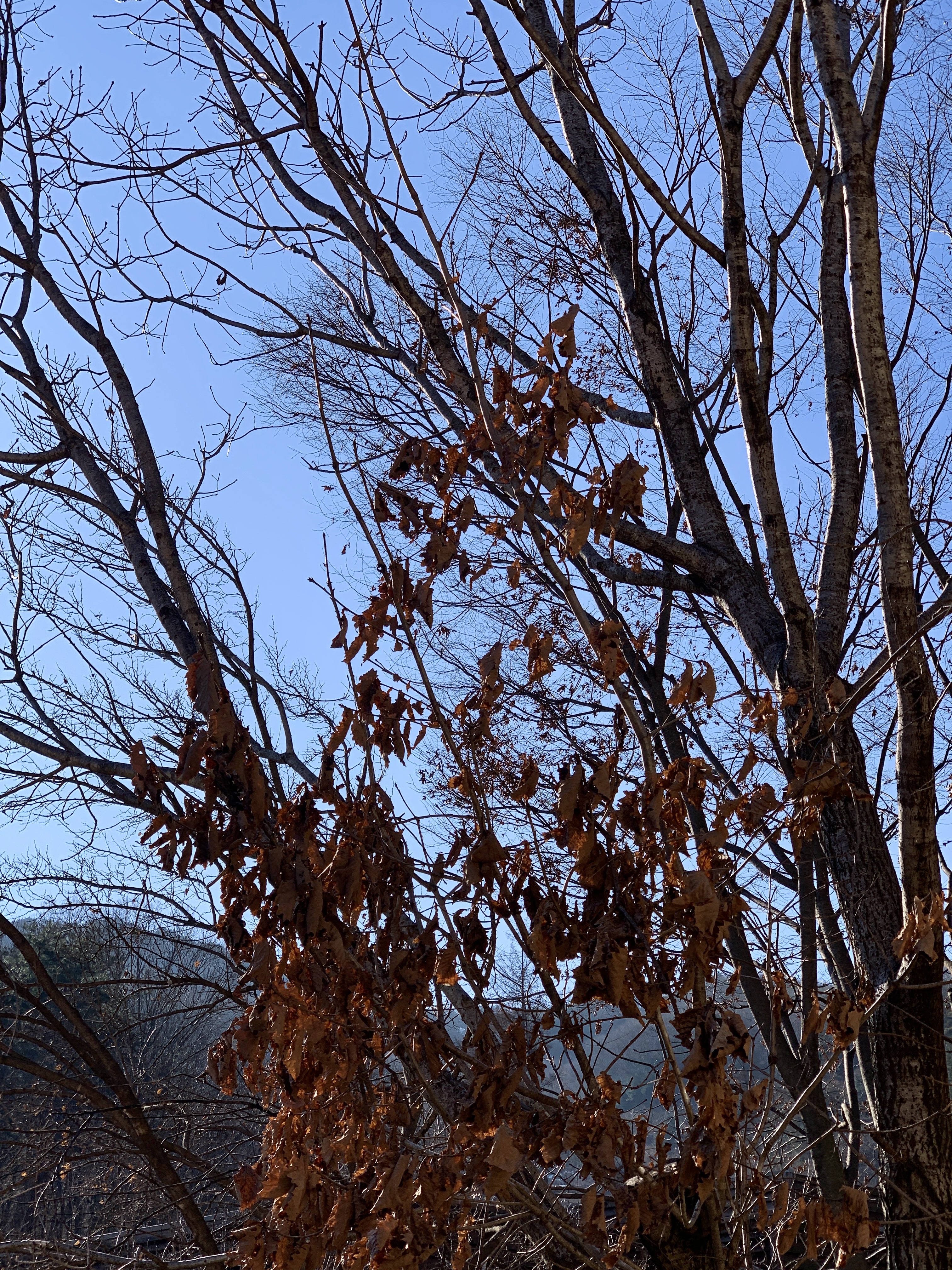 Adidas Ozweego Core Black 착용 스타일 - 5