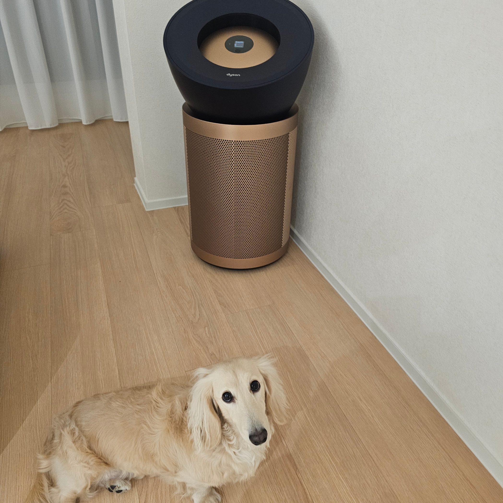 Dyson Big Quiet Formaldehyde Purifier Nickel Blue (Korean Ver.) 착용 스타일