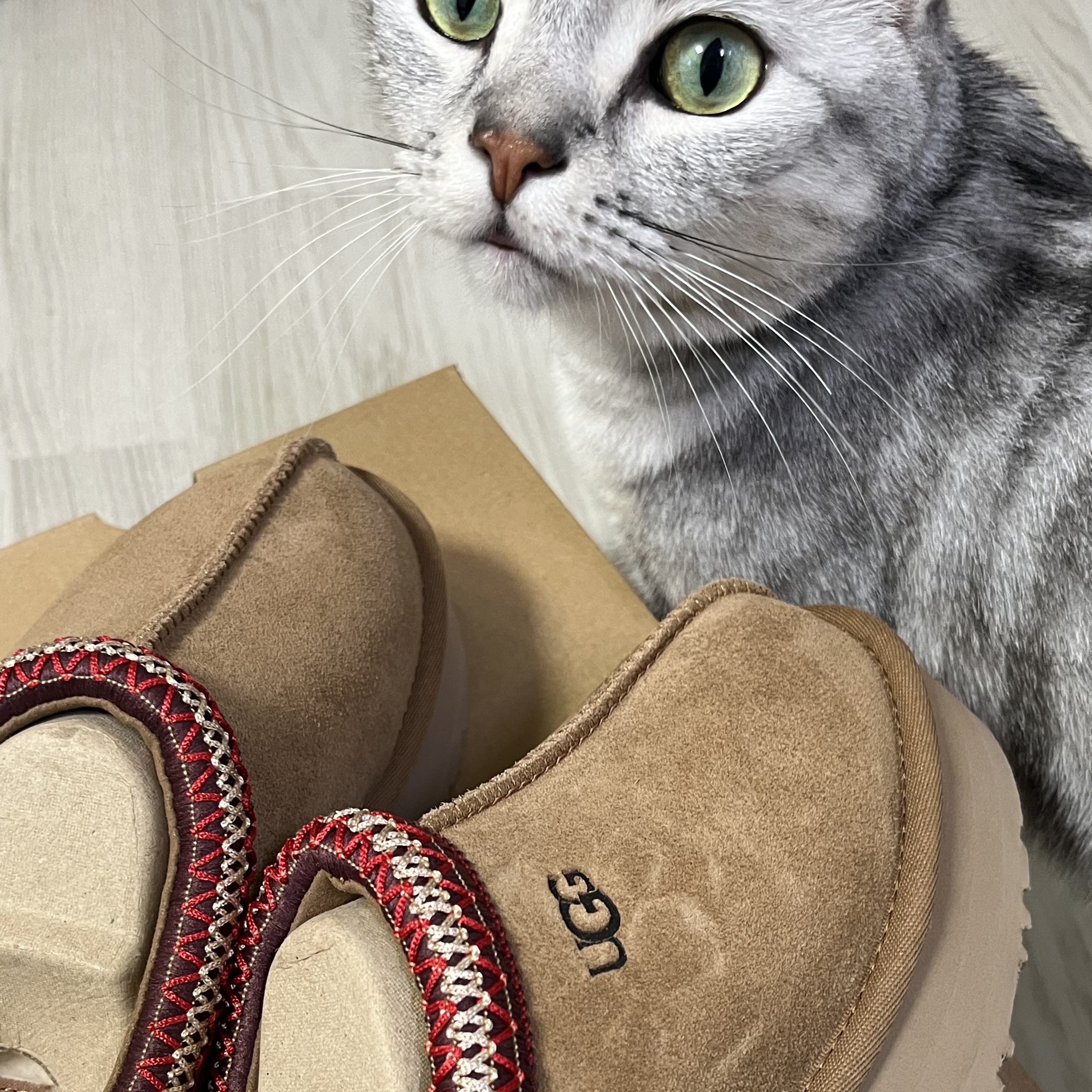 (W) UGG Tazz Slipper Chestnut 착용 스타일