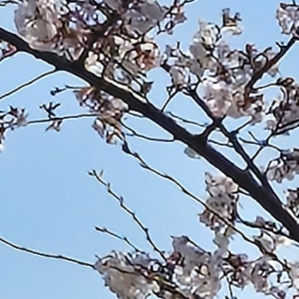 베이프 글리치 아트 컬리지 티셔츠 블랙 착용 스타일
