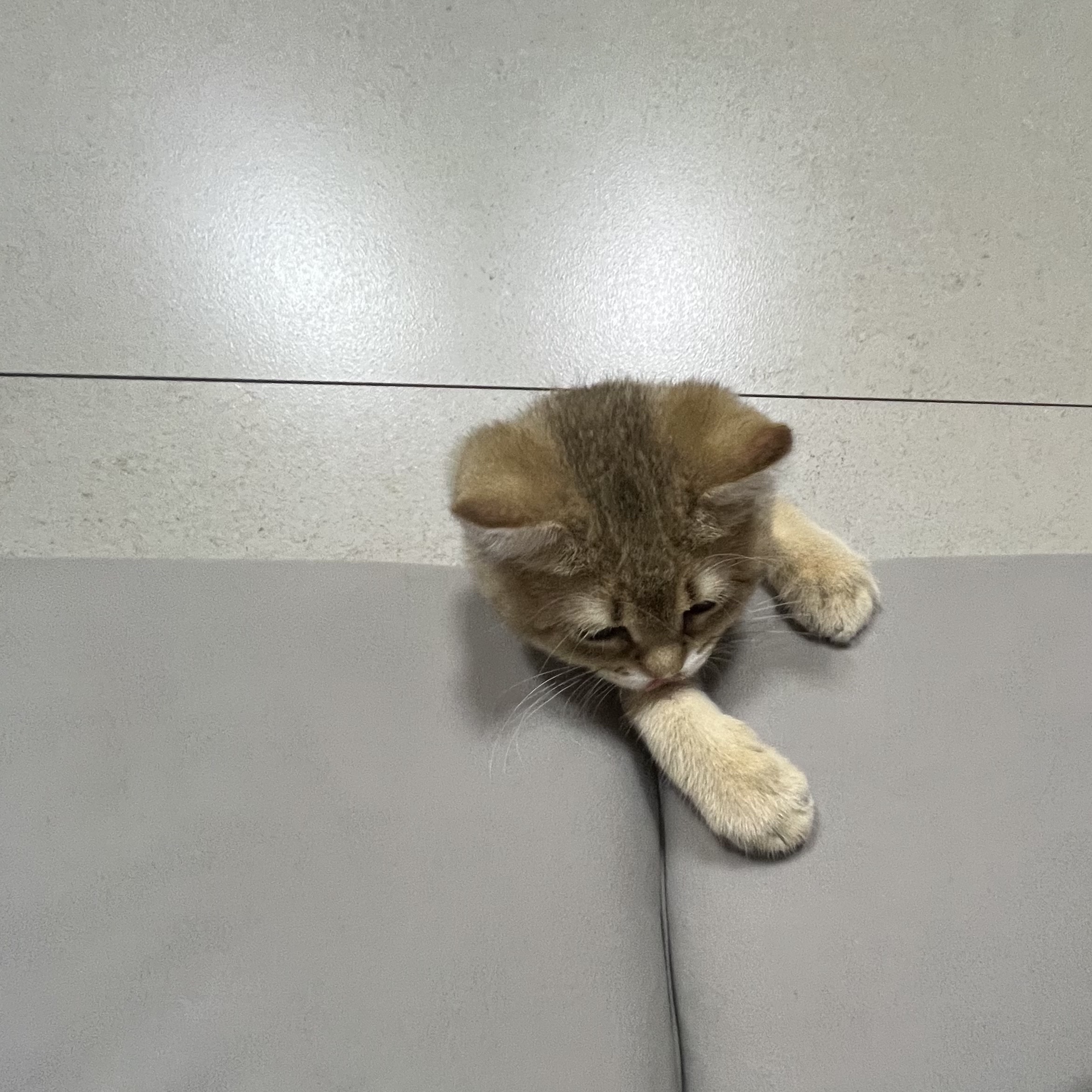 Adidas x BAPE Ultimate Shark Hoodie Black - KR Sizing 착용 스타일 - 3