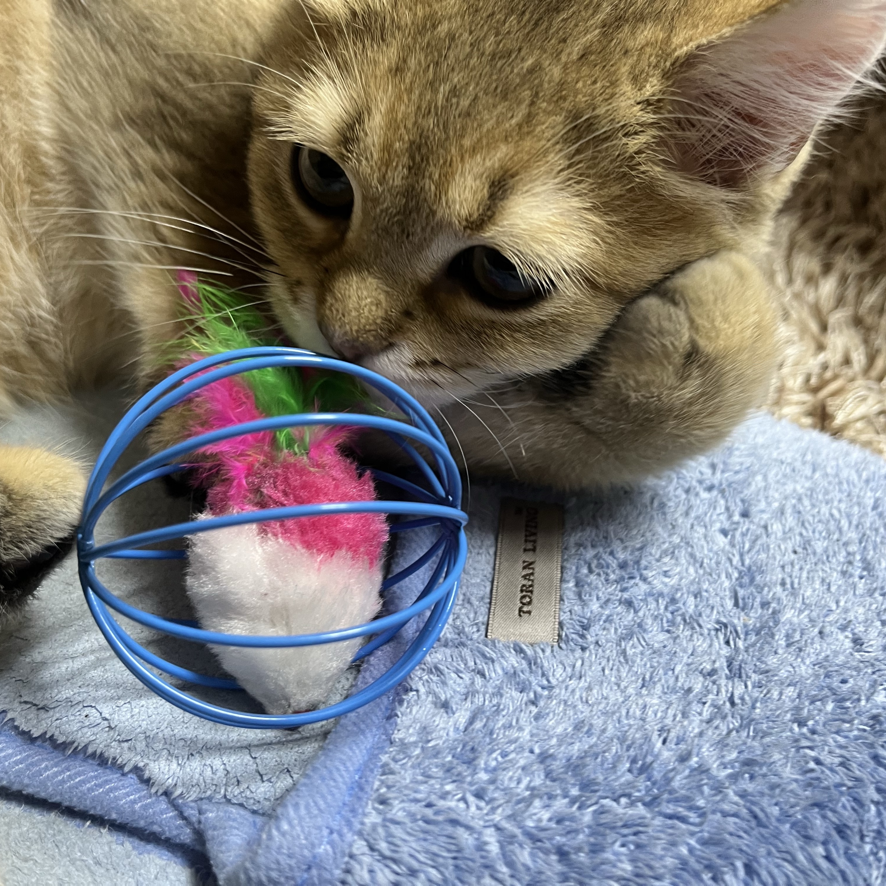 Adidas x BAPE Ultimate Shark Hoodie Black - KR Sizing 착용 스타일 - 5