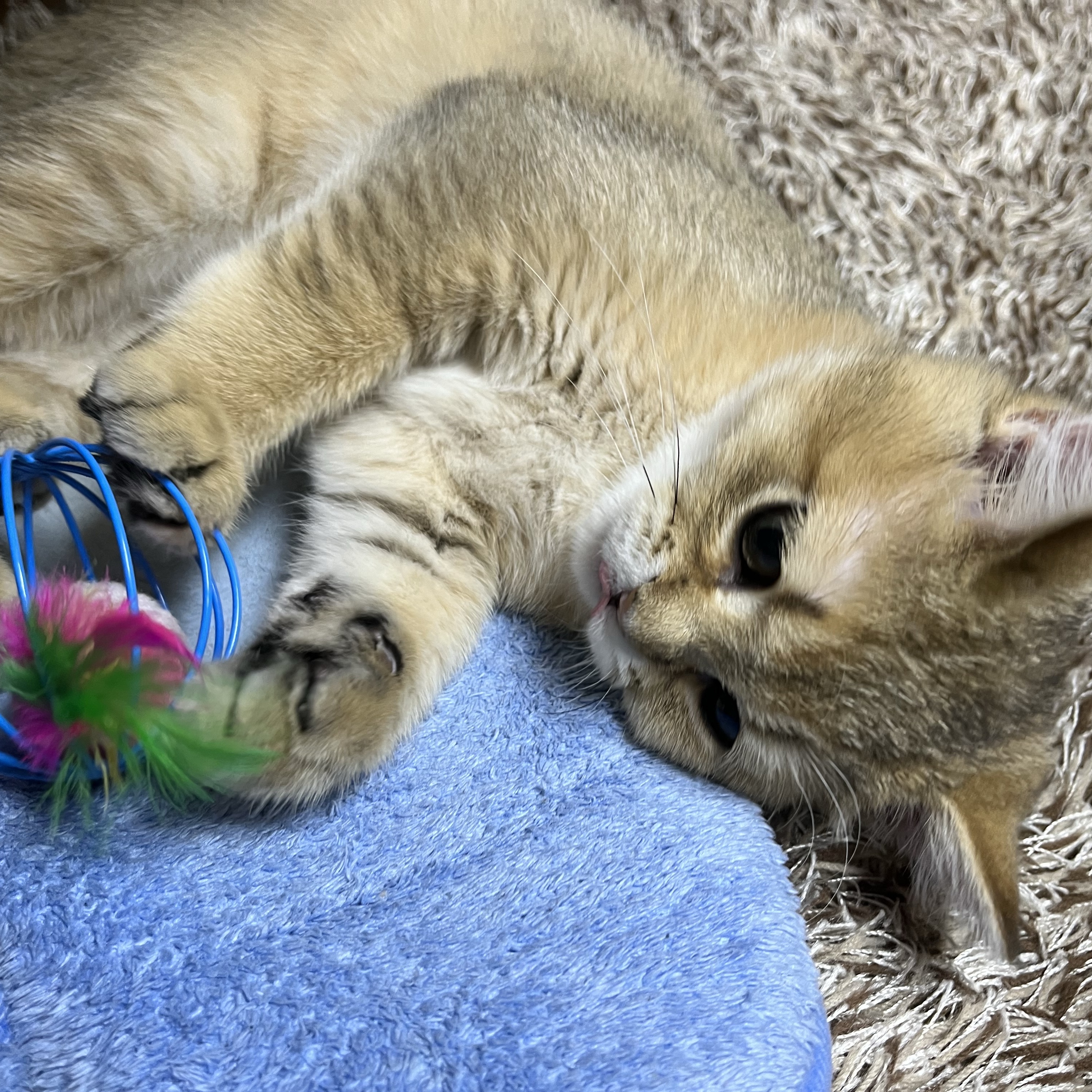 Adidas x BAPE Ultimate Shark Hoodie Black - KR Sizing 착용 스타일 - 6