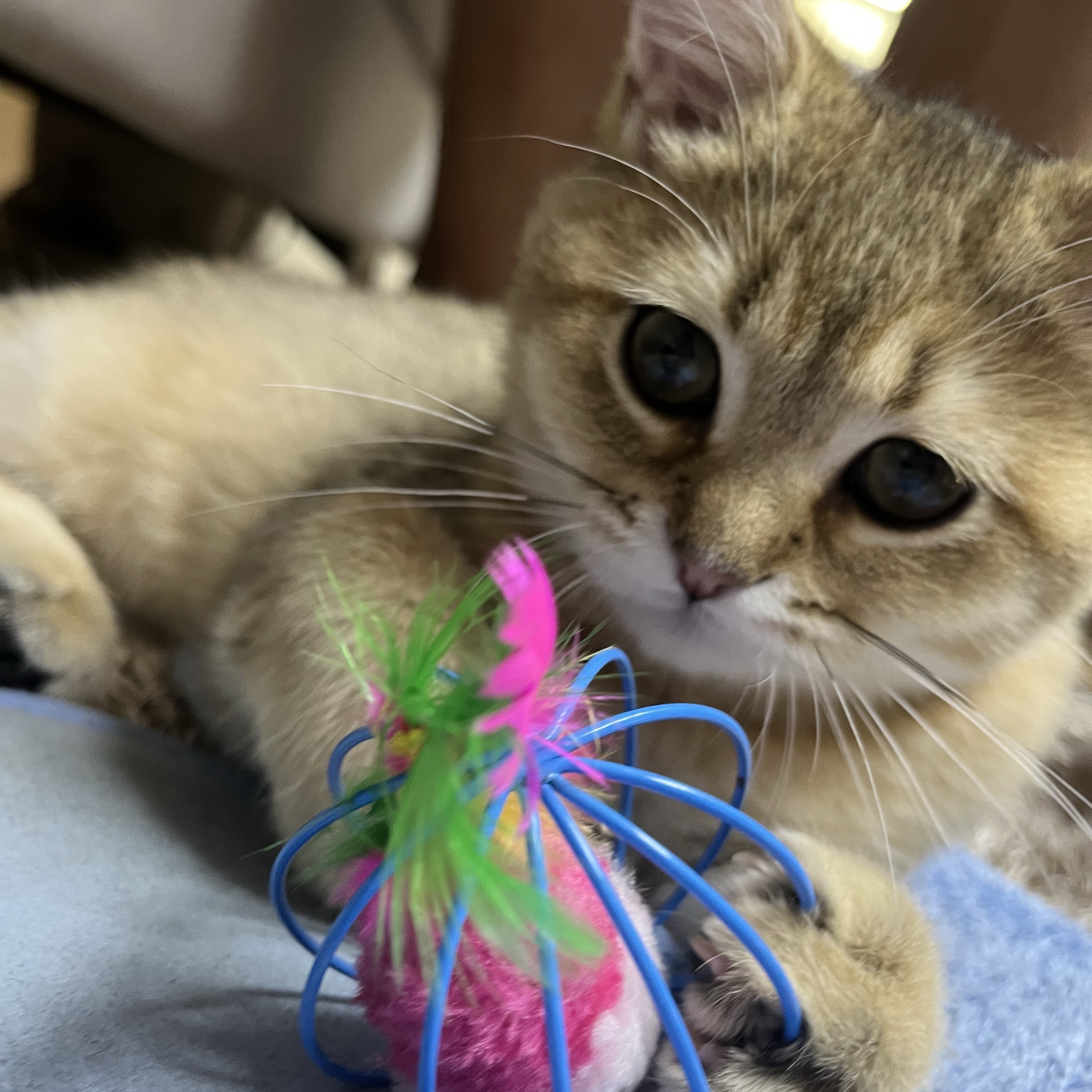 Adidas x BAPE Ultimate Shark Hoodie Black - KR Sizing 착용 스타일 - 7