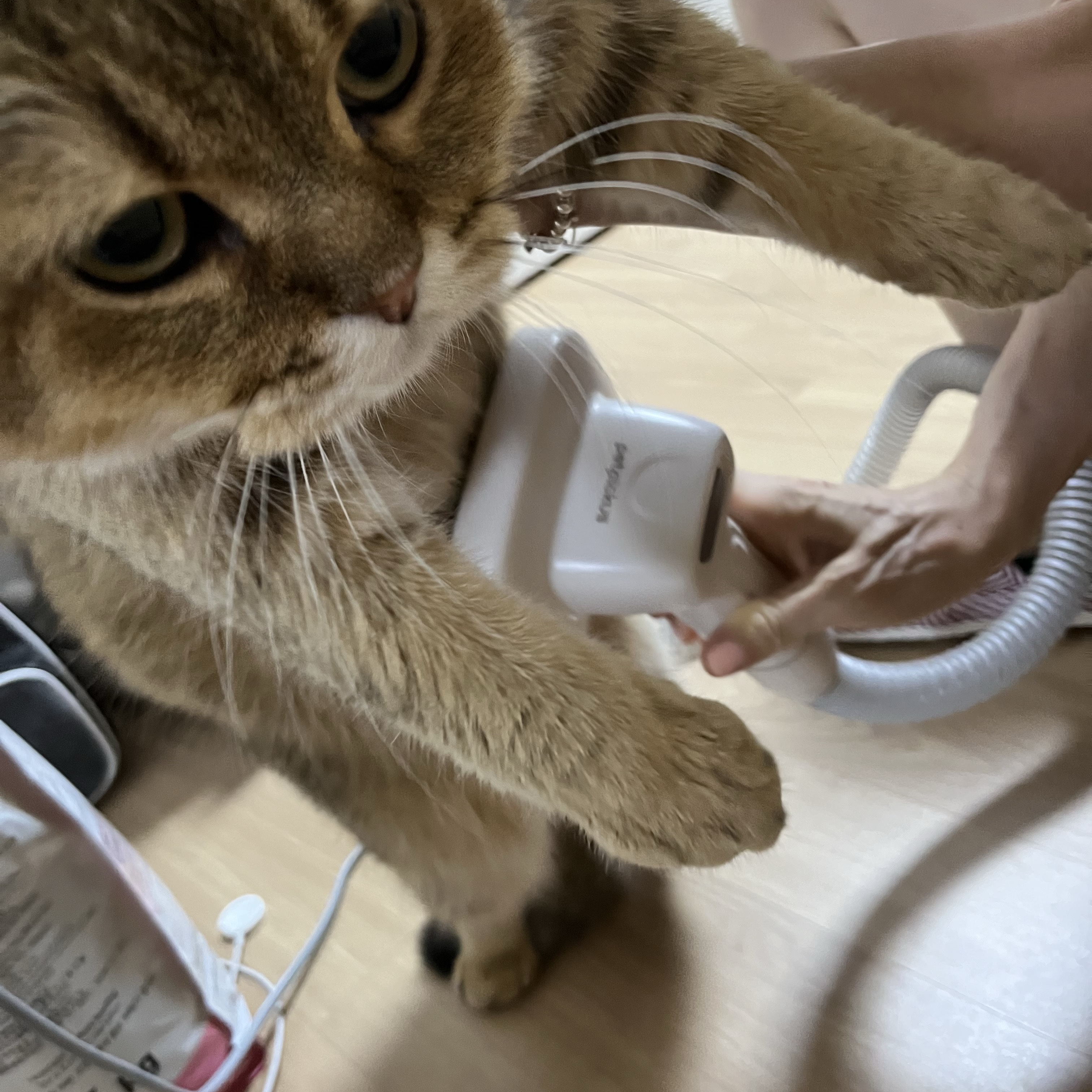 Adidas x BAPE Ultimate Shark Hoodie Black - KR Sizing 착용 스타일 - 1