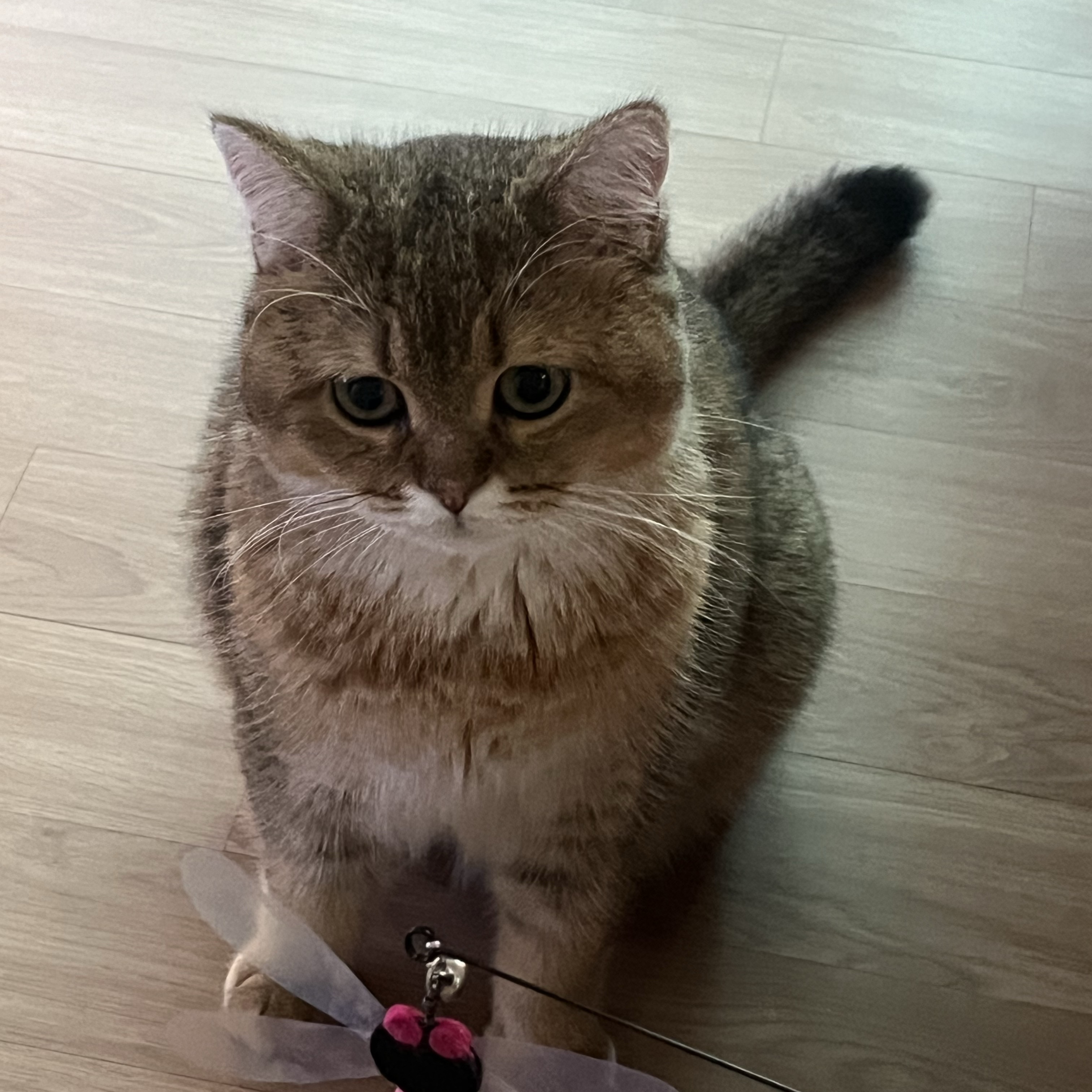 Adidas x BAPE Ultimate Shark Hoodie Black - KR Sizing 착용 스타일 - 2