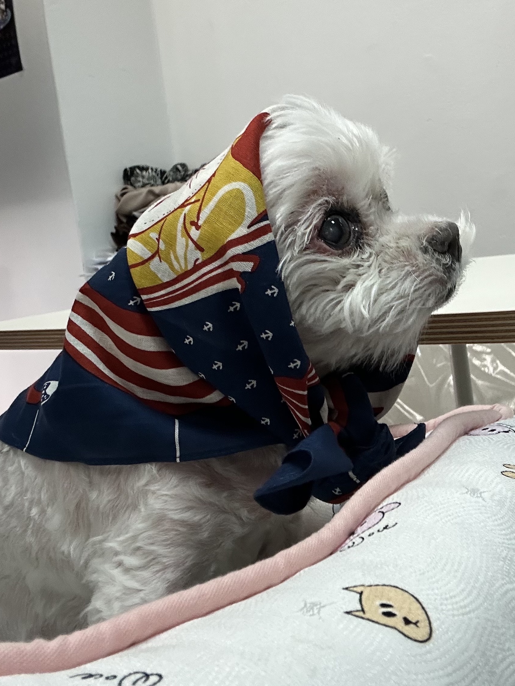 Kapital Colored Bandana Angry Navy 착용 스타일 - 2