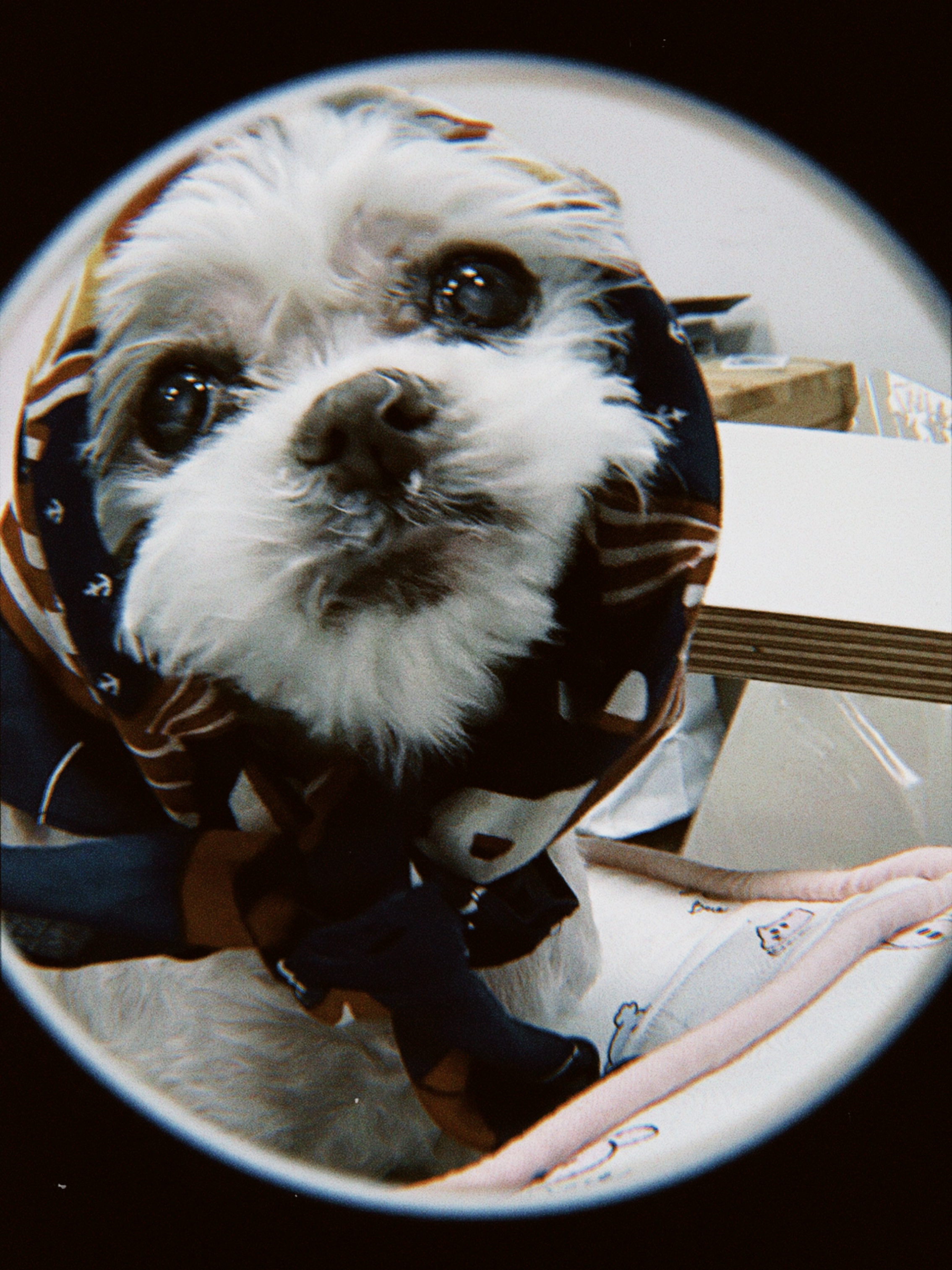 Kapital Colored Bandana Angry Navy 착용 스타일 - 4