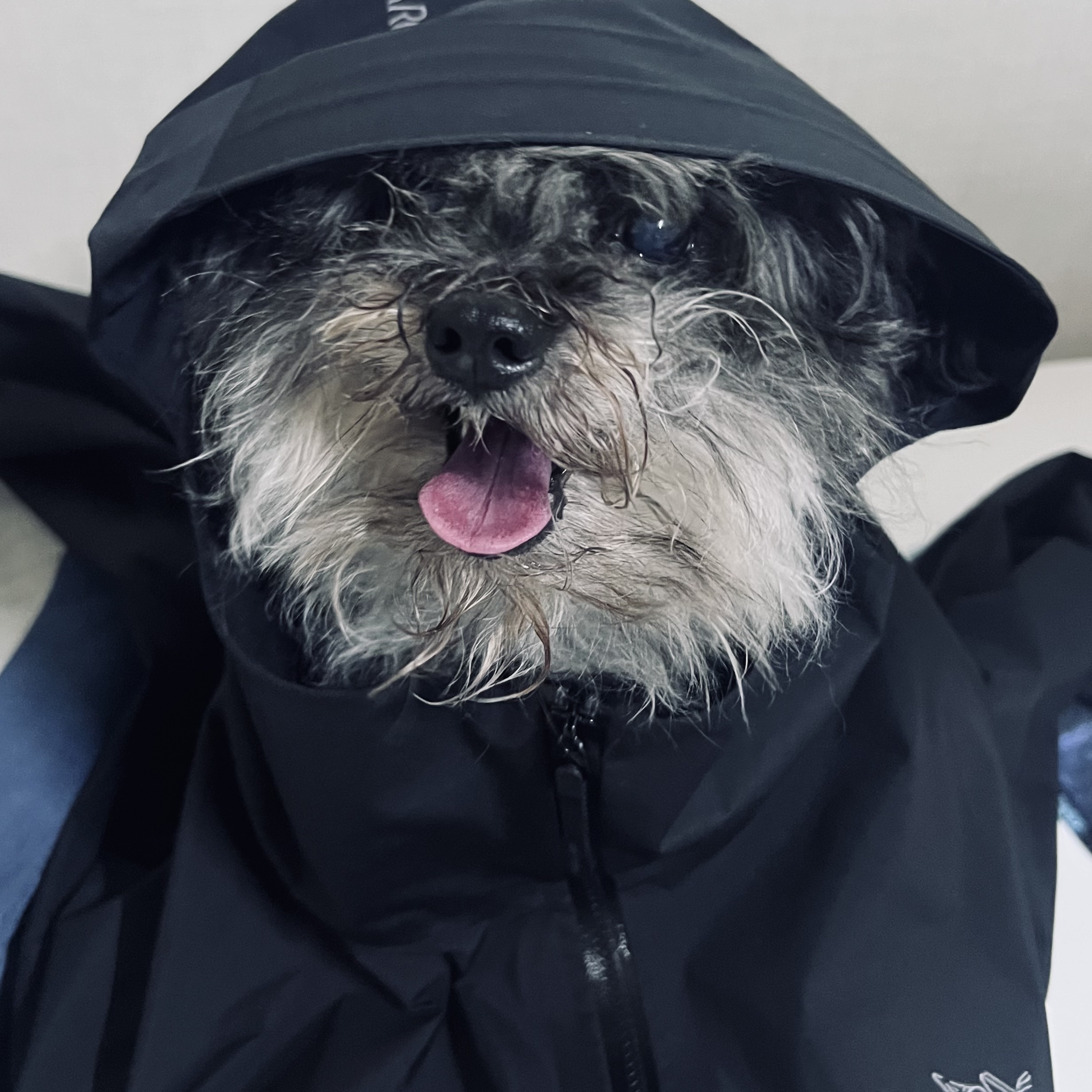 Arc'teryx Beta Jacket Black 착용 스타일