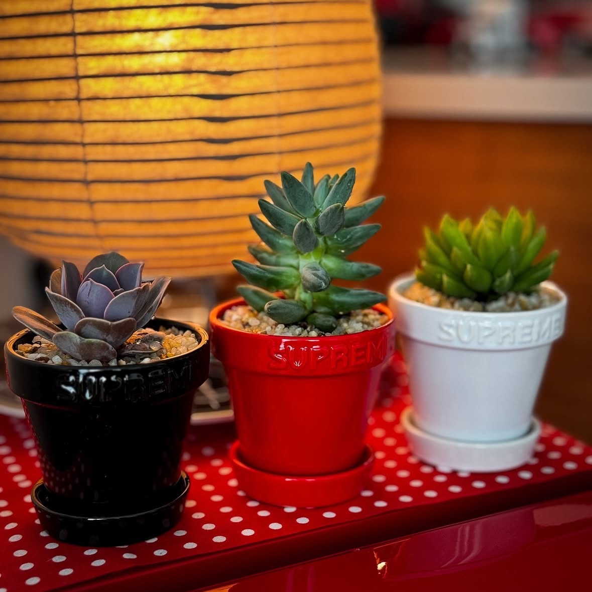 Supreme Mini Planters Multicolor (Set of 3) - 25SS 착용 스타일