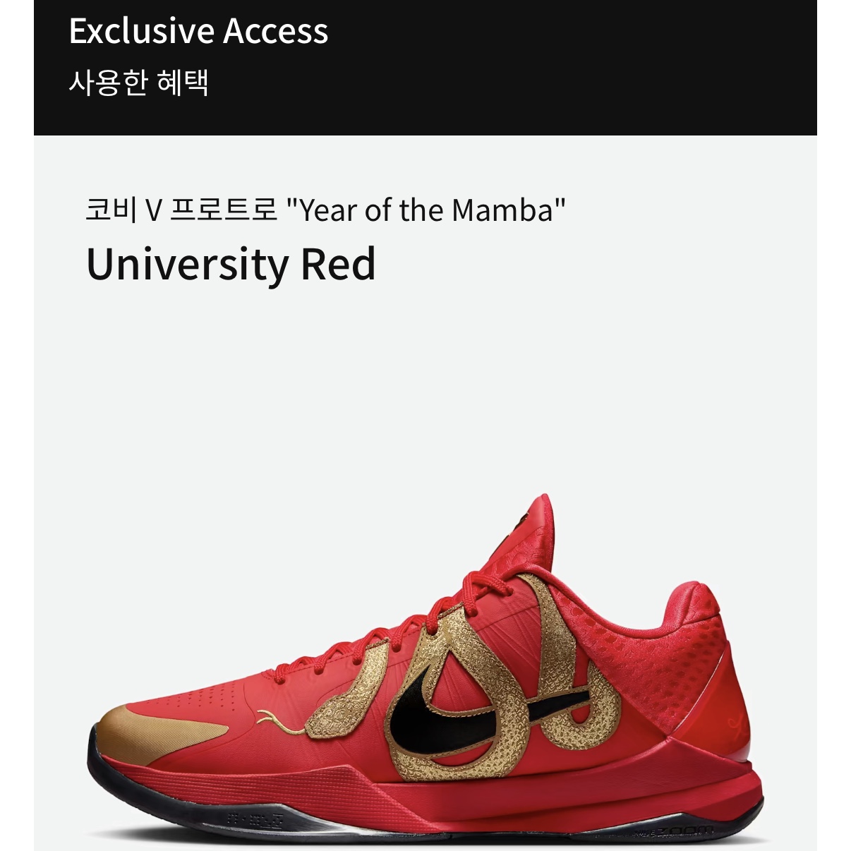 Nike Kobe 5 Protro Year of the Mamba University Red 착용 스타일 - 2