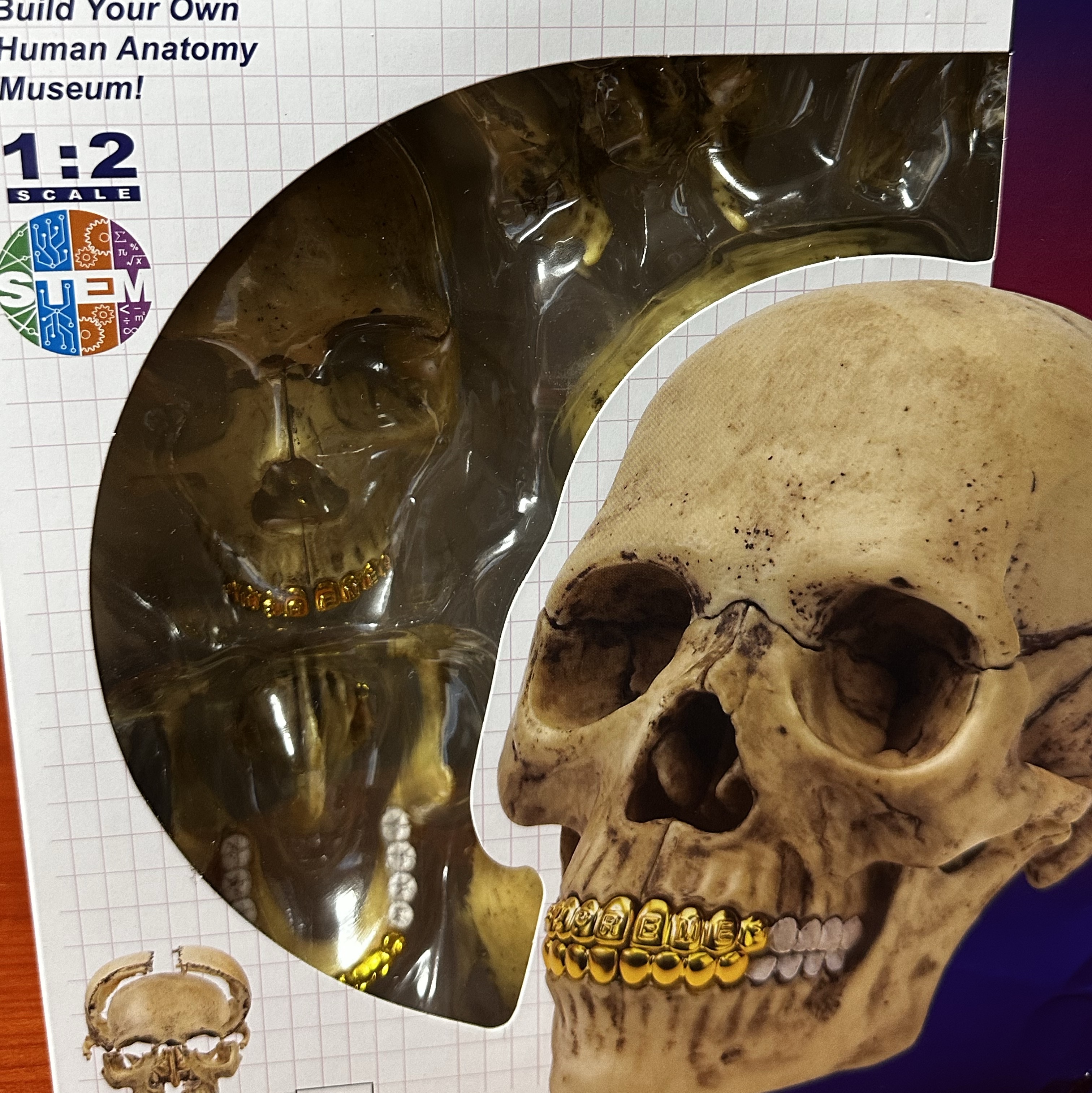 Supreme 4D Model Human Skull Natural - 23FW 착용 스타일 - 1