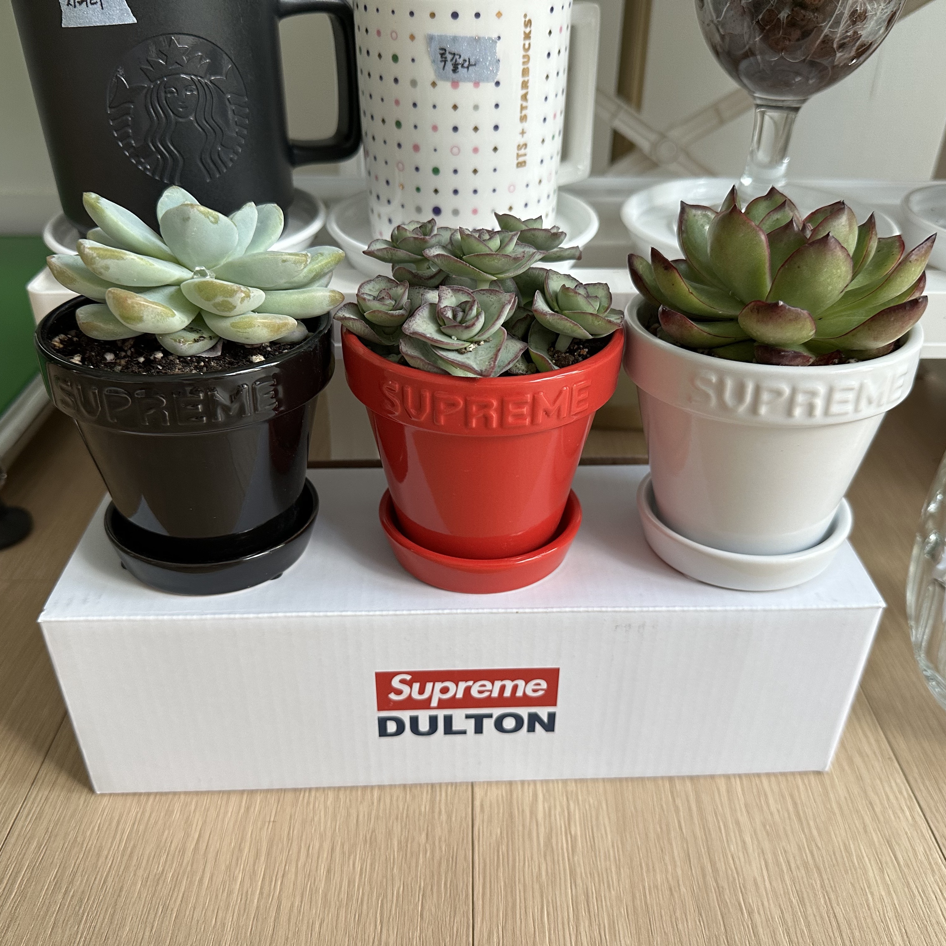 Supreme Mini Planters Multicolor (Set of 3) - 25SS 착용 스타일