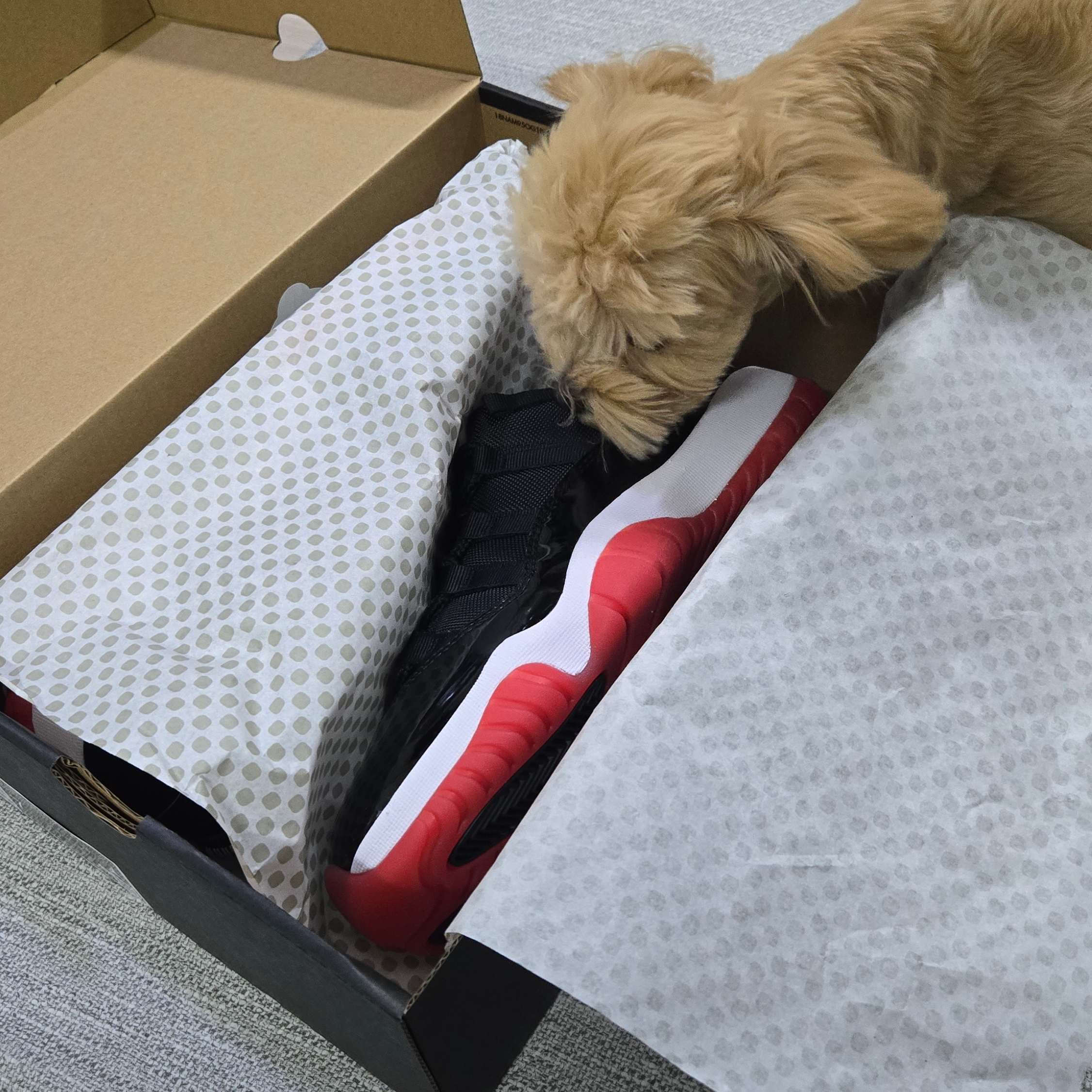 Jordan 11 Retro Low Bred 2025 착용 스타일 - 2