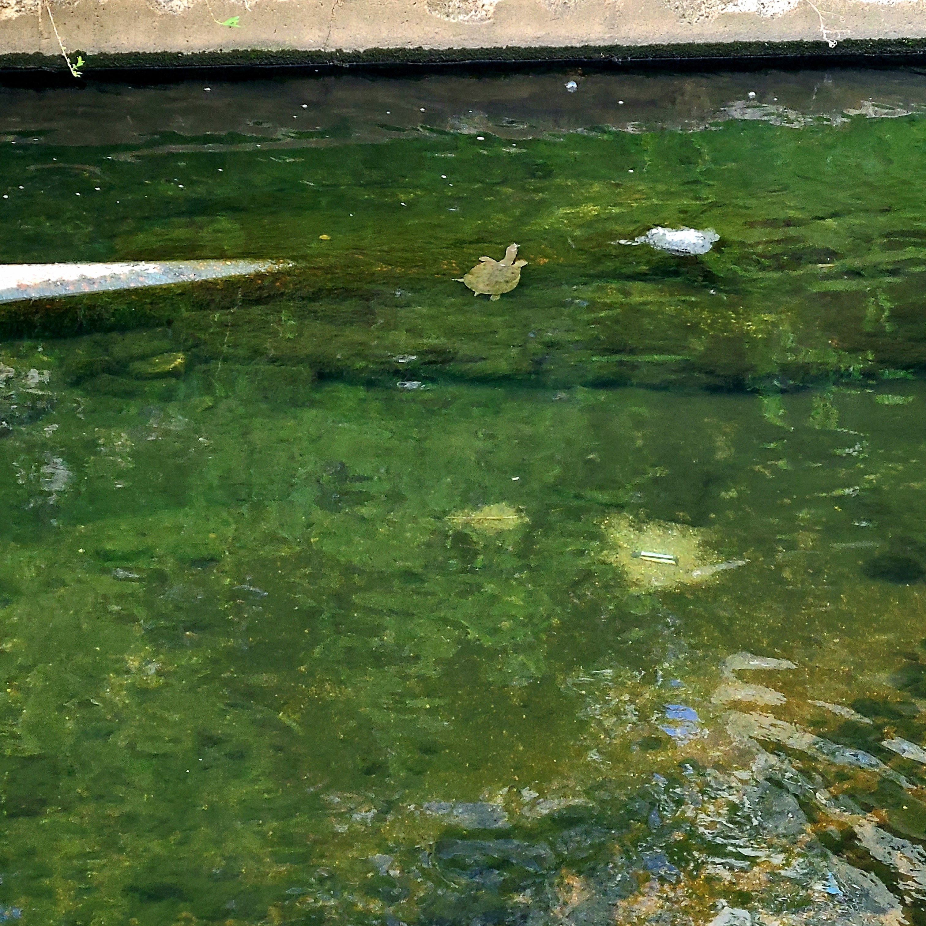 Asics Jog 100 S White Green - 2E Wide 착용 스타일 - 6