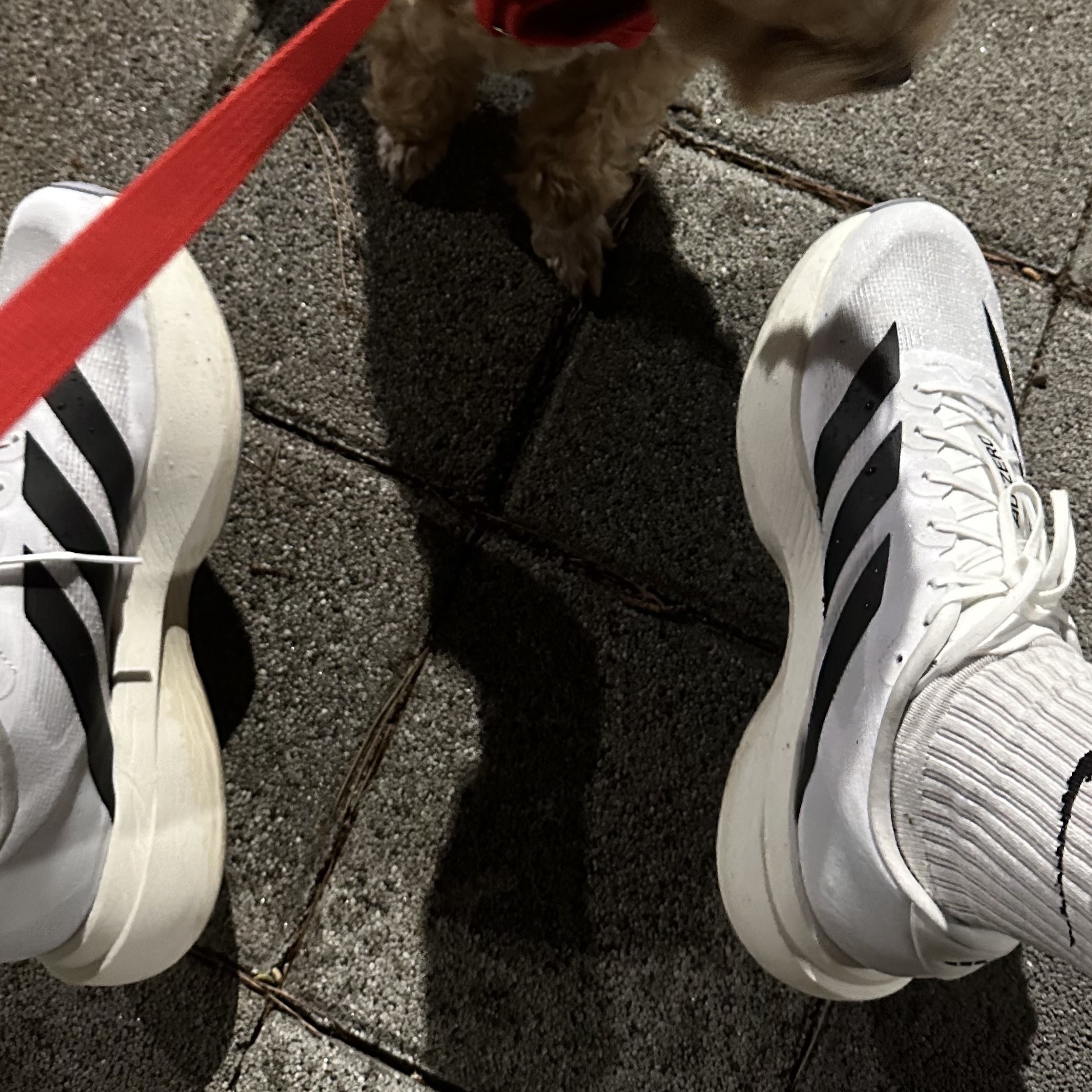 Adidas Adizero EVO SL Cloud White Core Black 착용 스타일 - 2