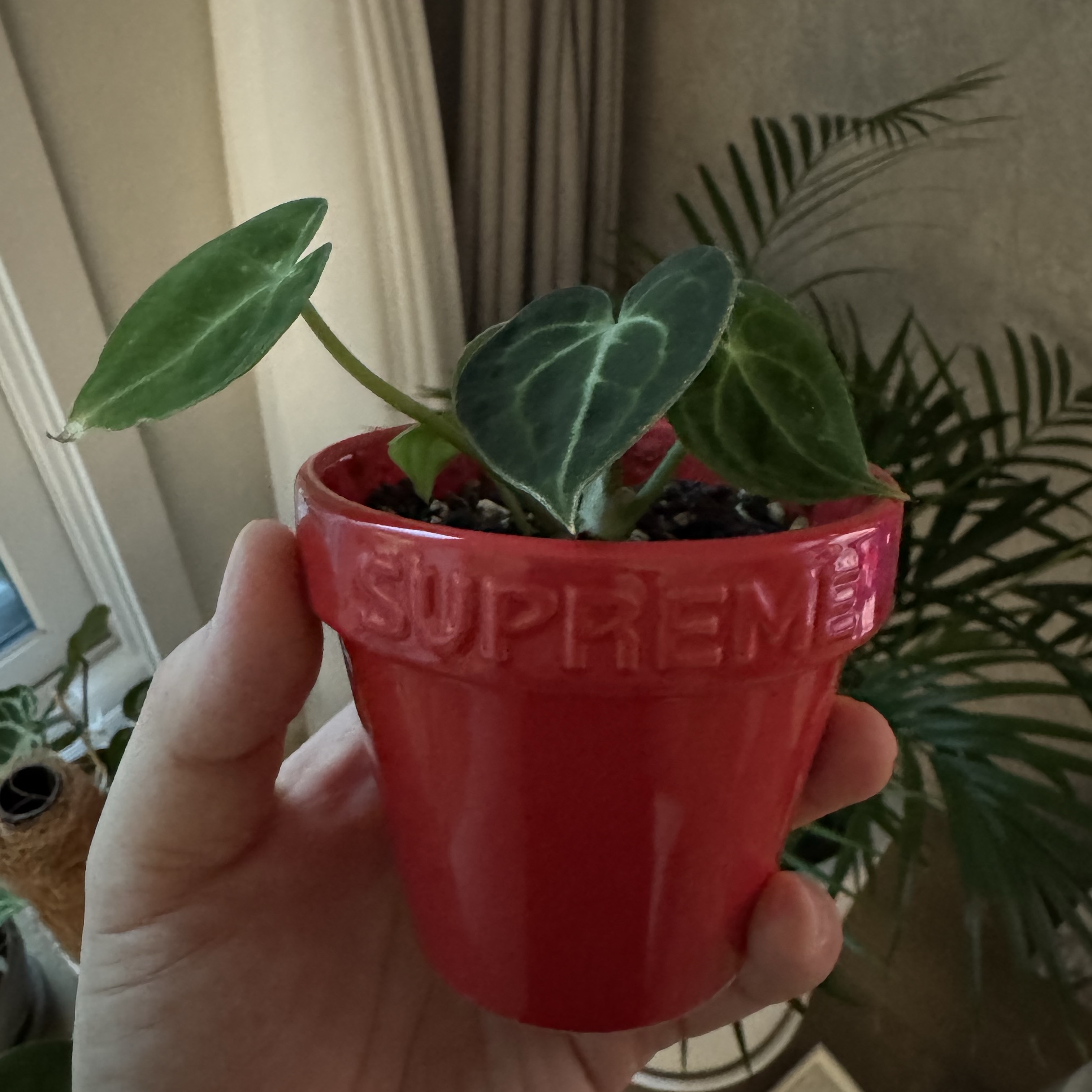Supreme Mini Planters Multicolor (Set of 3) - 25SS 착용 스타일
