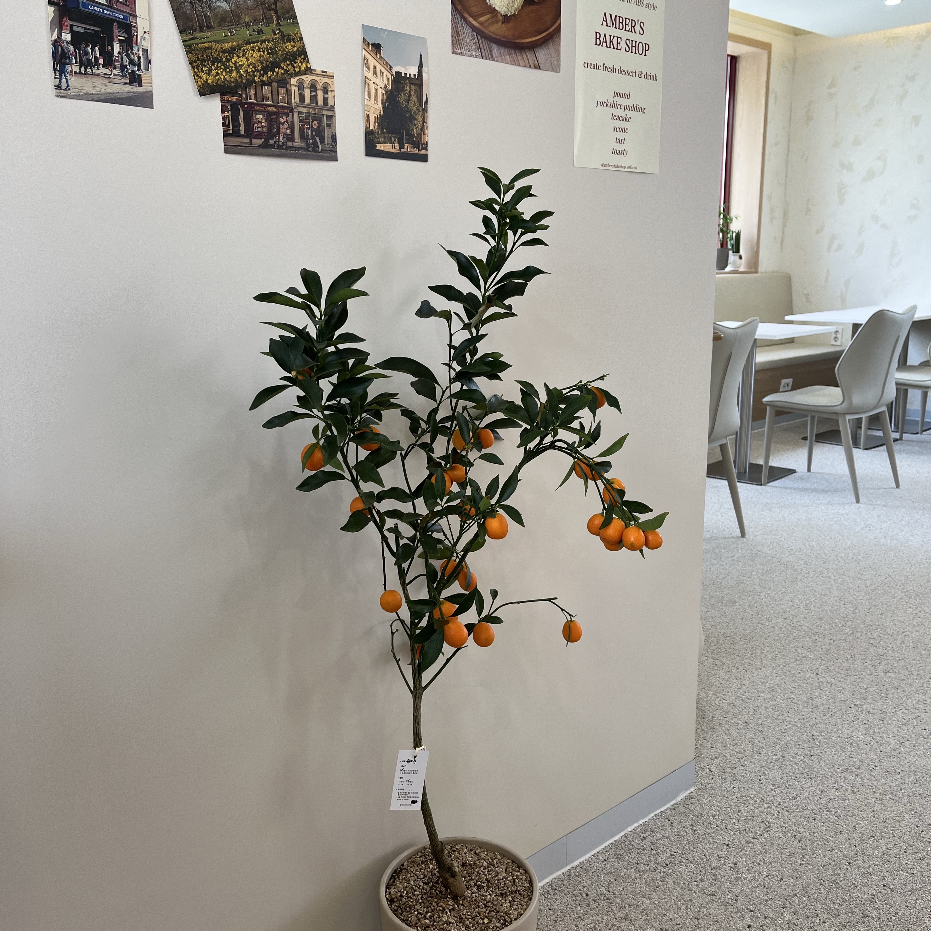 (W) UGG GoldenGlow Bison Brown, Burberry Thomas Bear Charm in Trench Coat Archive Beige 착용 스타일 - 4