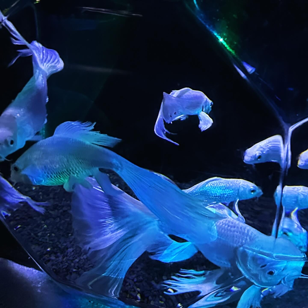 KREAM 프로필 이미지
