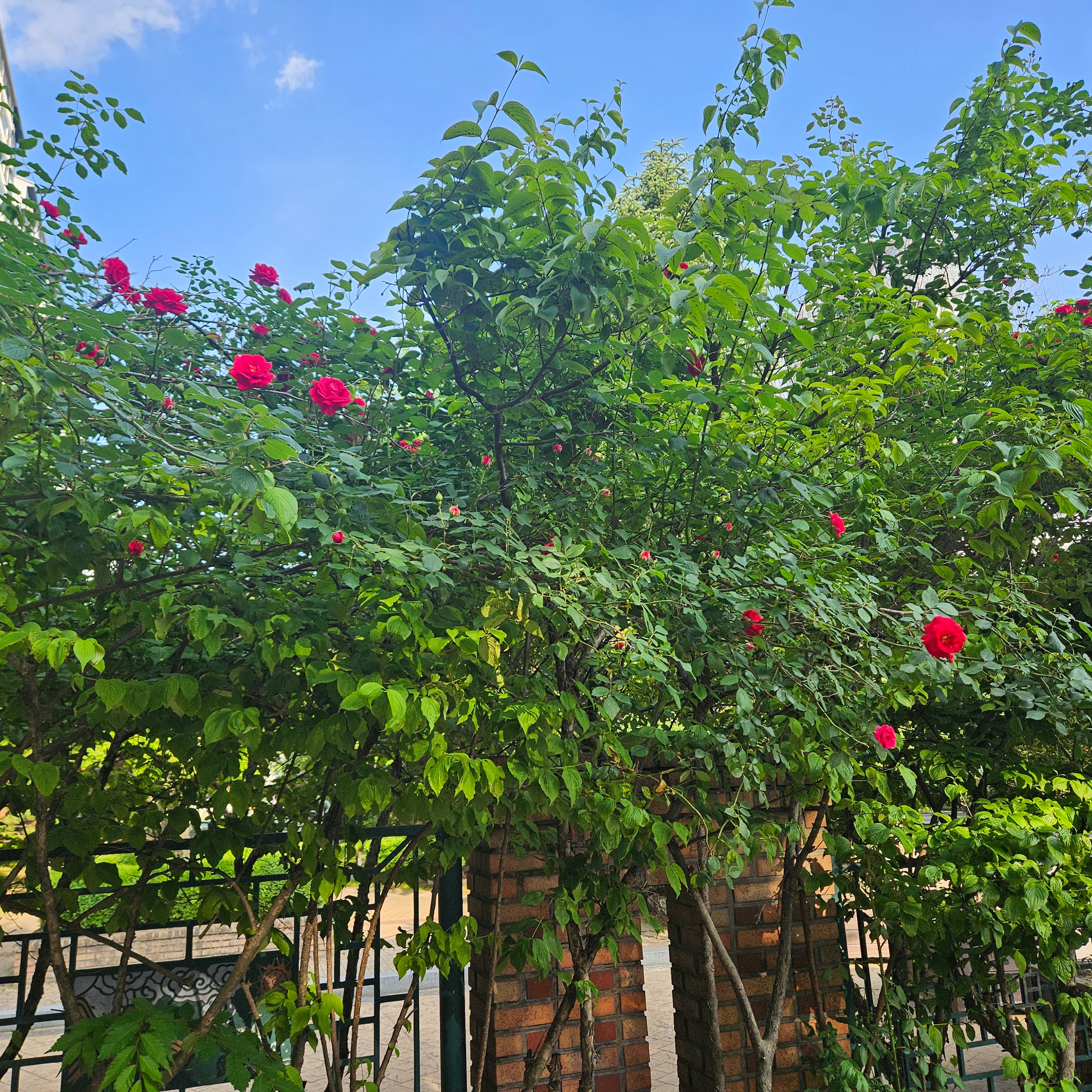 Starbucks x Lacoste Wide Folding Chair Green, Starbucks x Lacoste Multiple Bag Ivory 착용 스타일 - 1