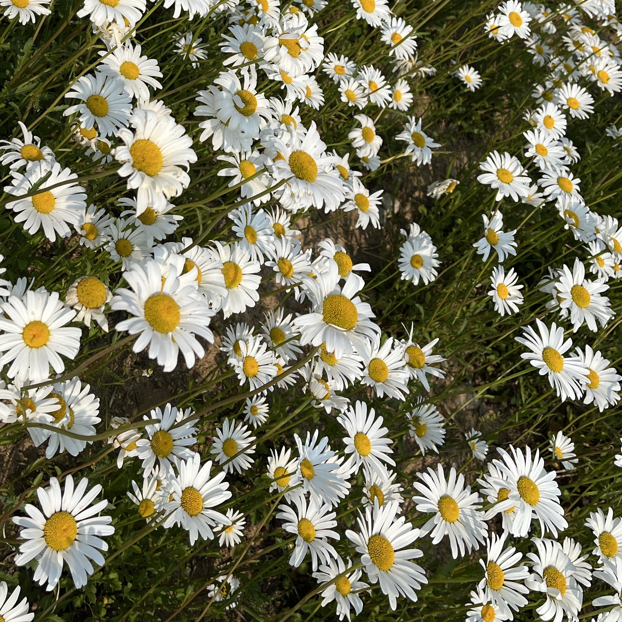 (W) Jordan 1 Retro High OG Atmosphere, COS Quilted Oversized Shoulder Bag Off White Light Beige 착용 스타일 - 7