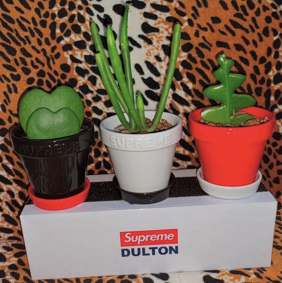Supreme Mini Planters Multicolor (Set of 3) - 25SS 착용 스타일