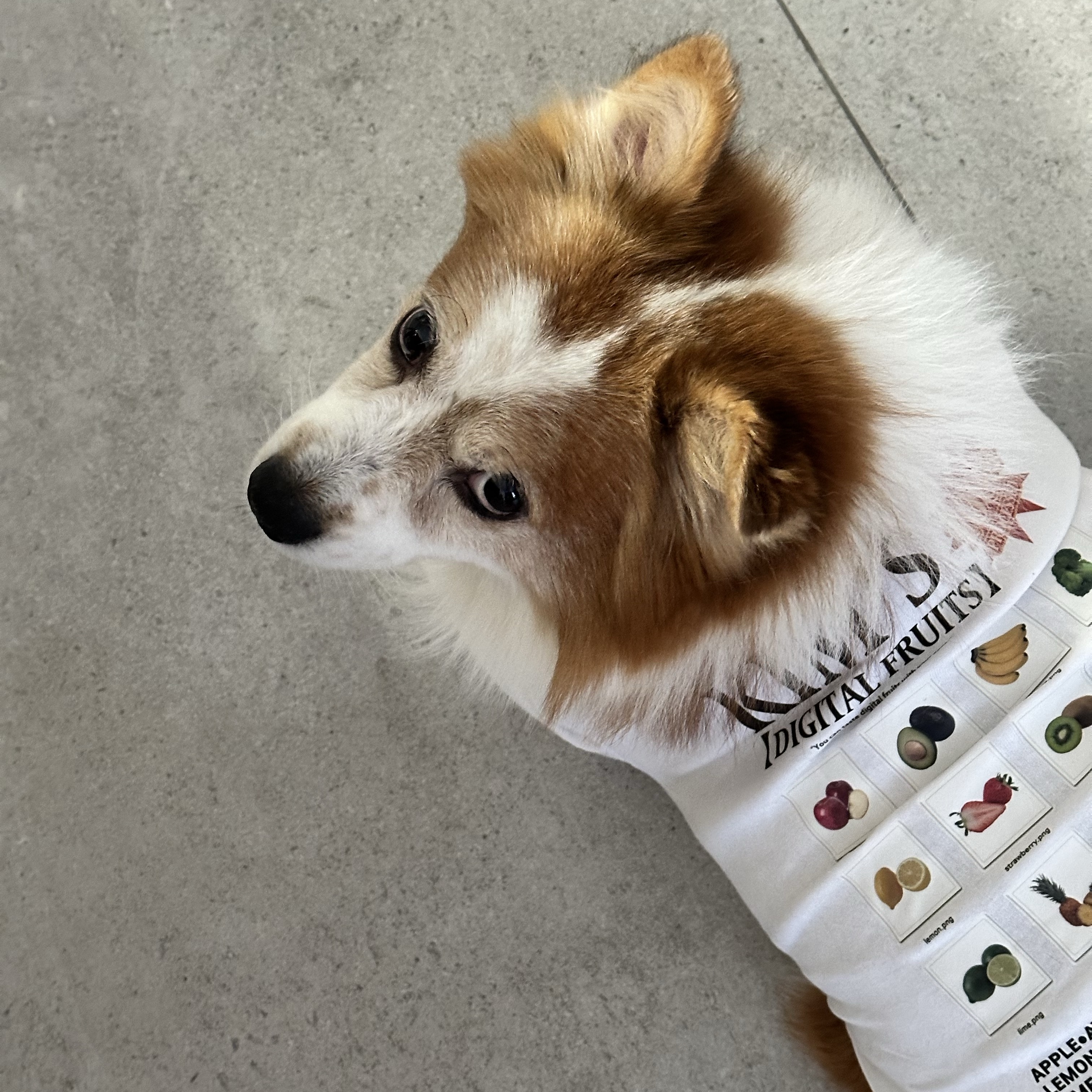 [KREAM 단독] Kims Fruits Apple Dog T-Shirt 착용 스타일
