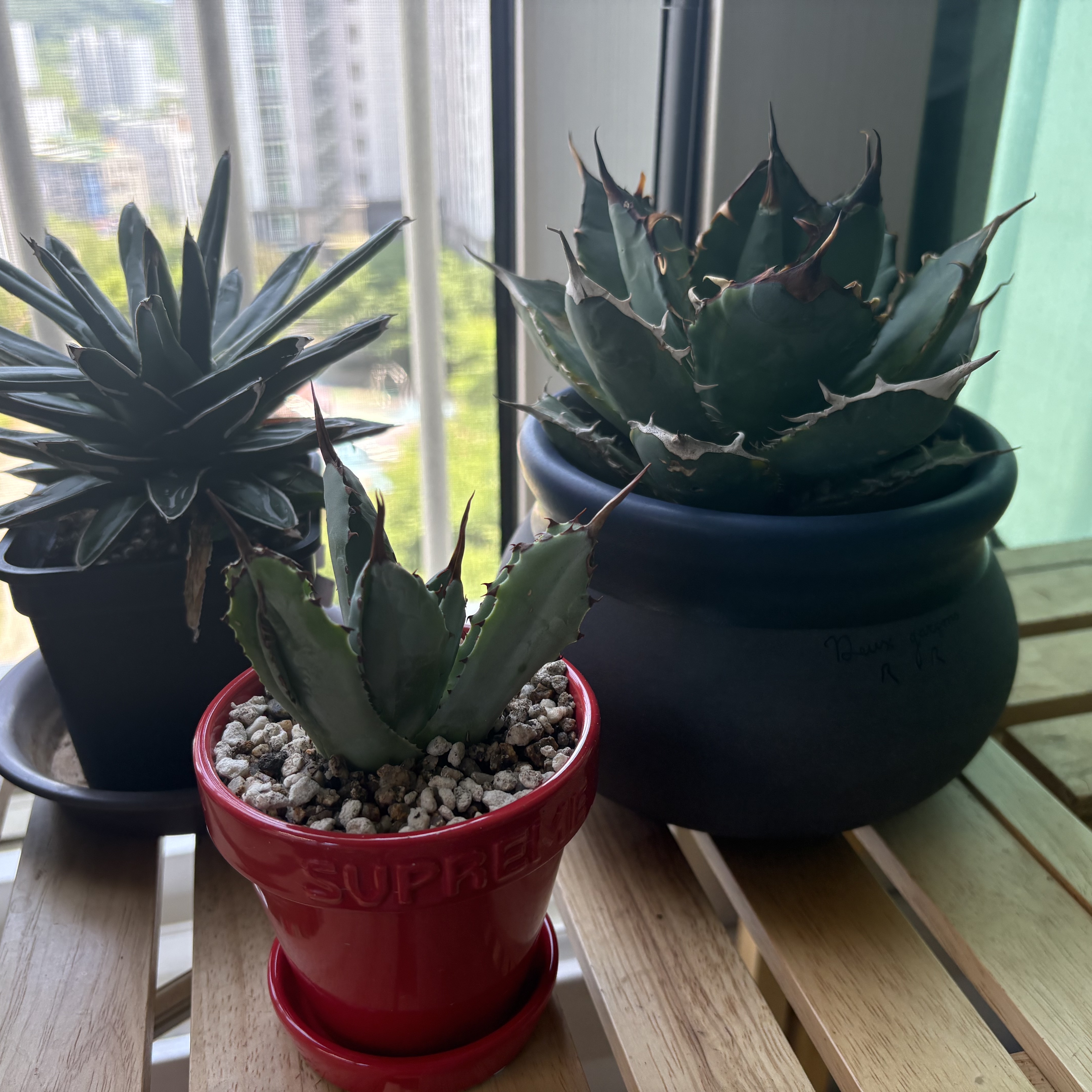 Supreme Mini Planters Multicolor (Set of 3) - 25SS 착용 스타일