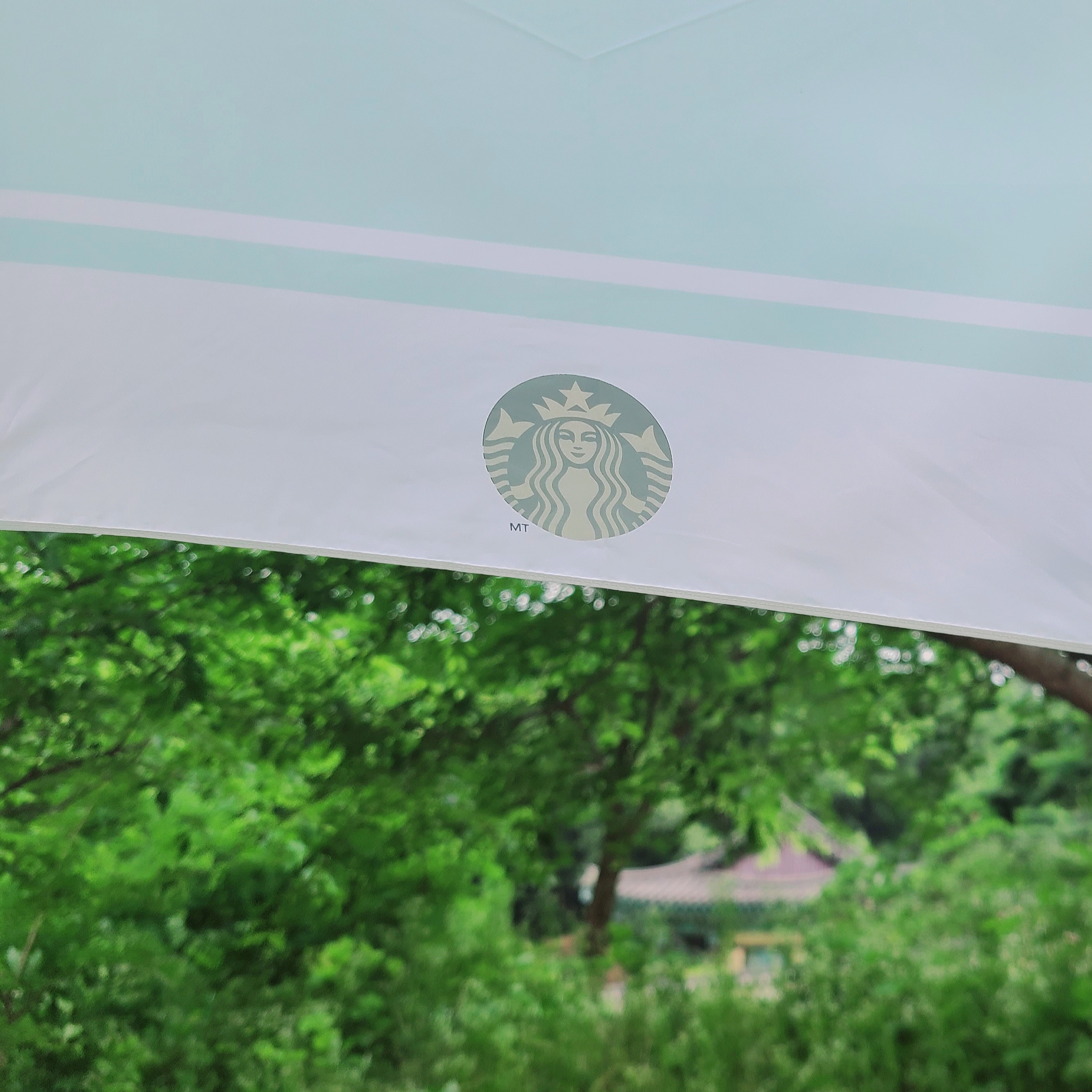 Starbucks Daily 3 Step Umbrella Apple Mint 착용 스타일 - 1