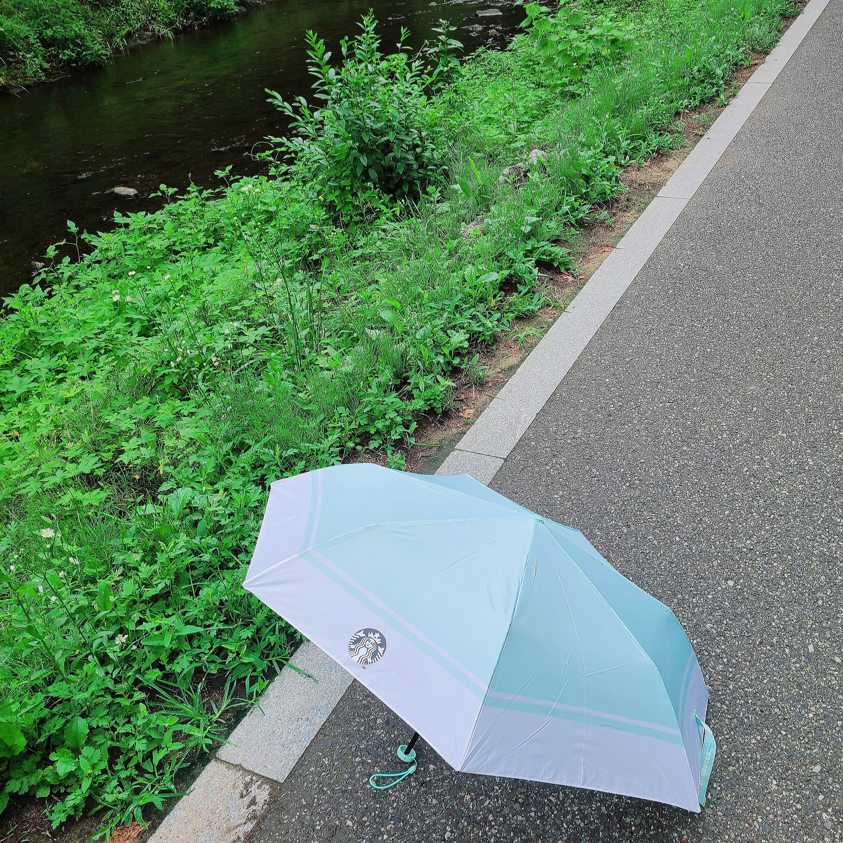 Starbucks Daily 3 Step Umbrella Apple Mint 착용 스타일 - 4