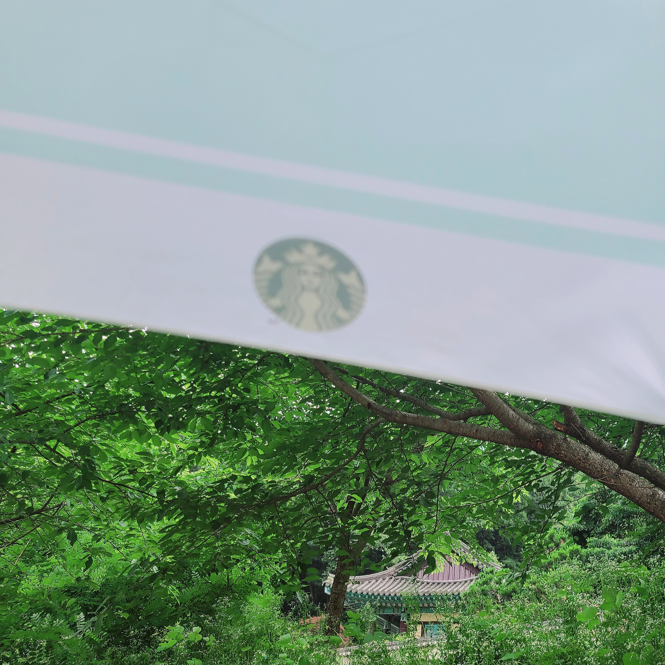 Starbucks Daily 3 Step Umbrella Apple Mint 착용 스타일 - 2