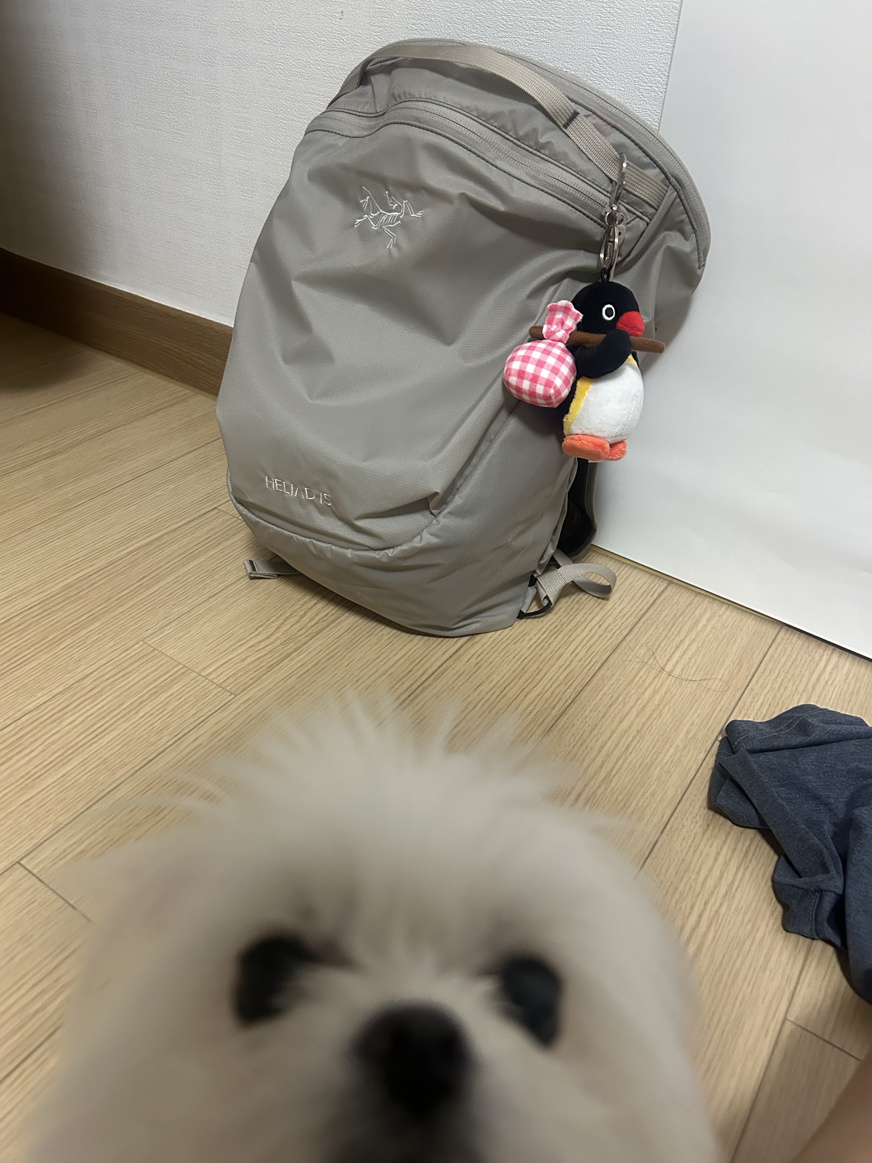 Arc'teryx Heliad 15 Backpack Rune, Pingu Bottari Keyring 착용 스타일