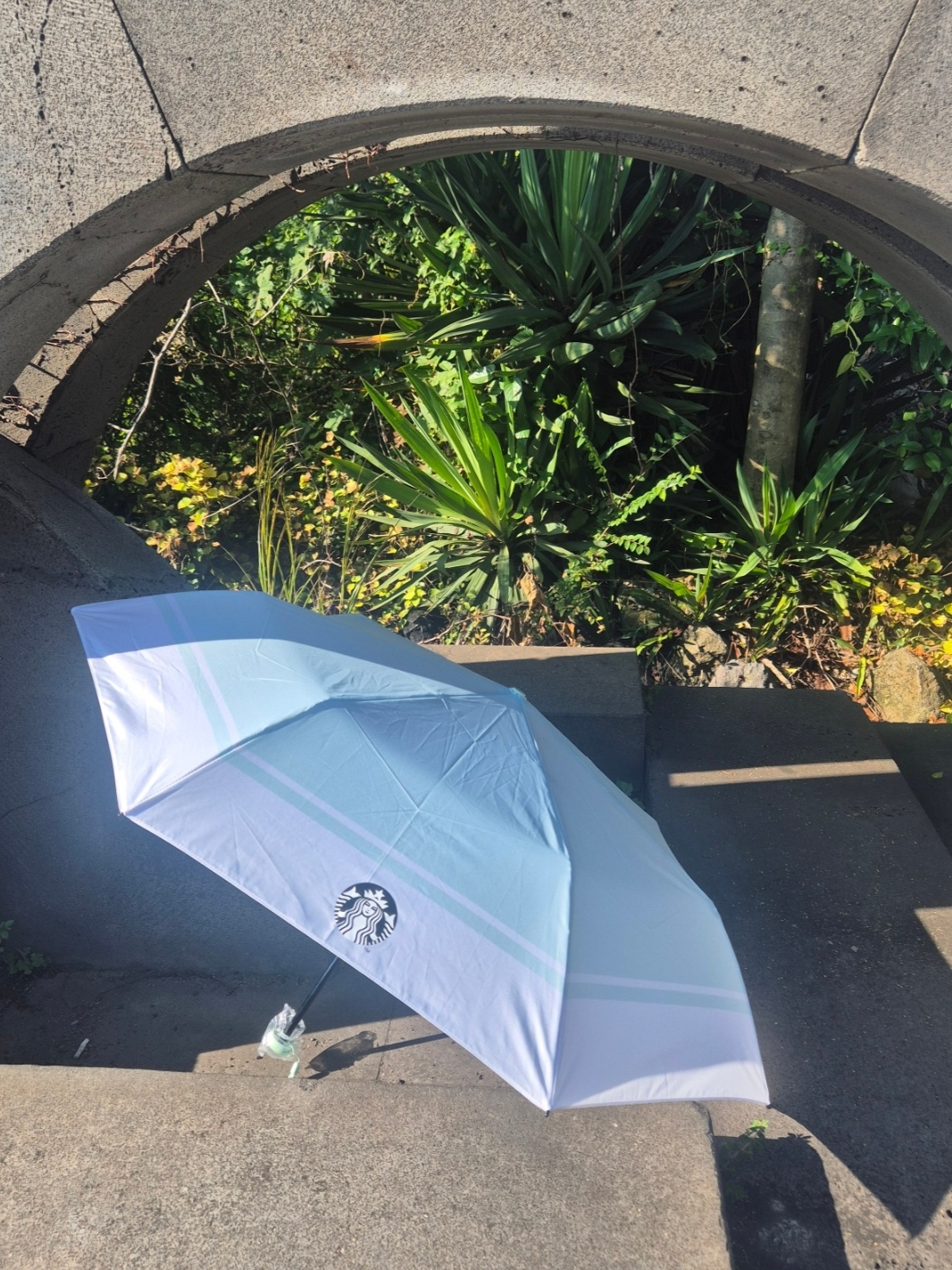 Starbucks Daily 3 Step Umbrella Apple Mint 착용 스타일
