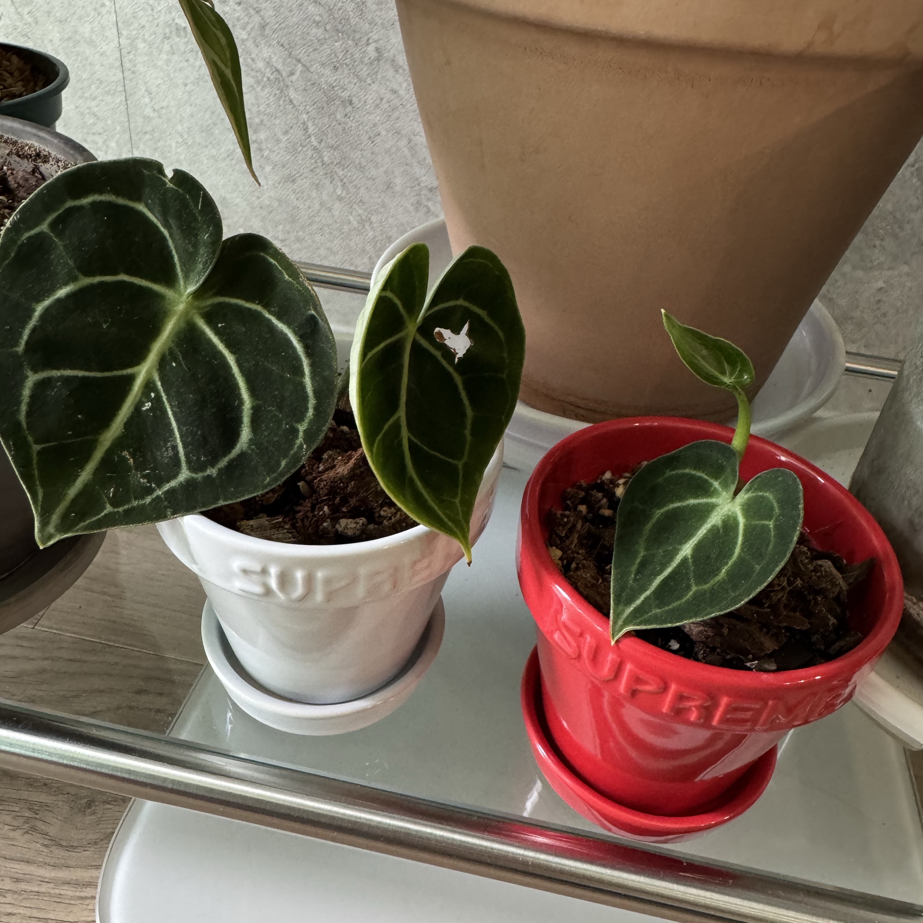 Supreme Mini Planters Multicolor (Set of 3) - 25SS 착용 스타일