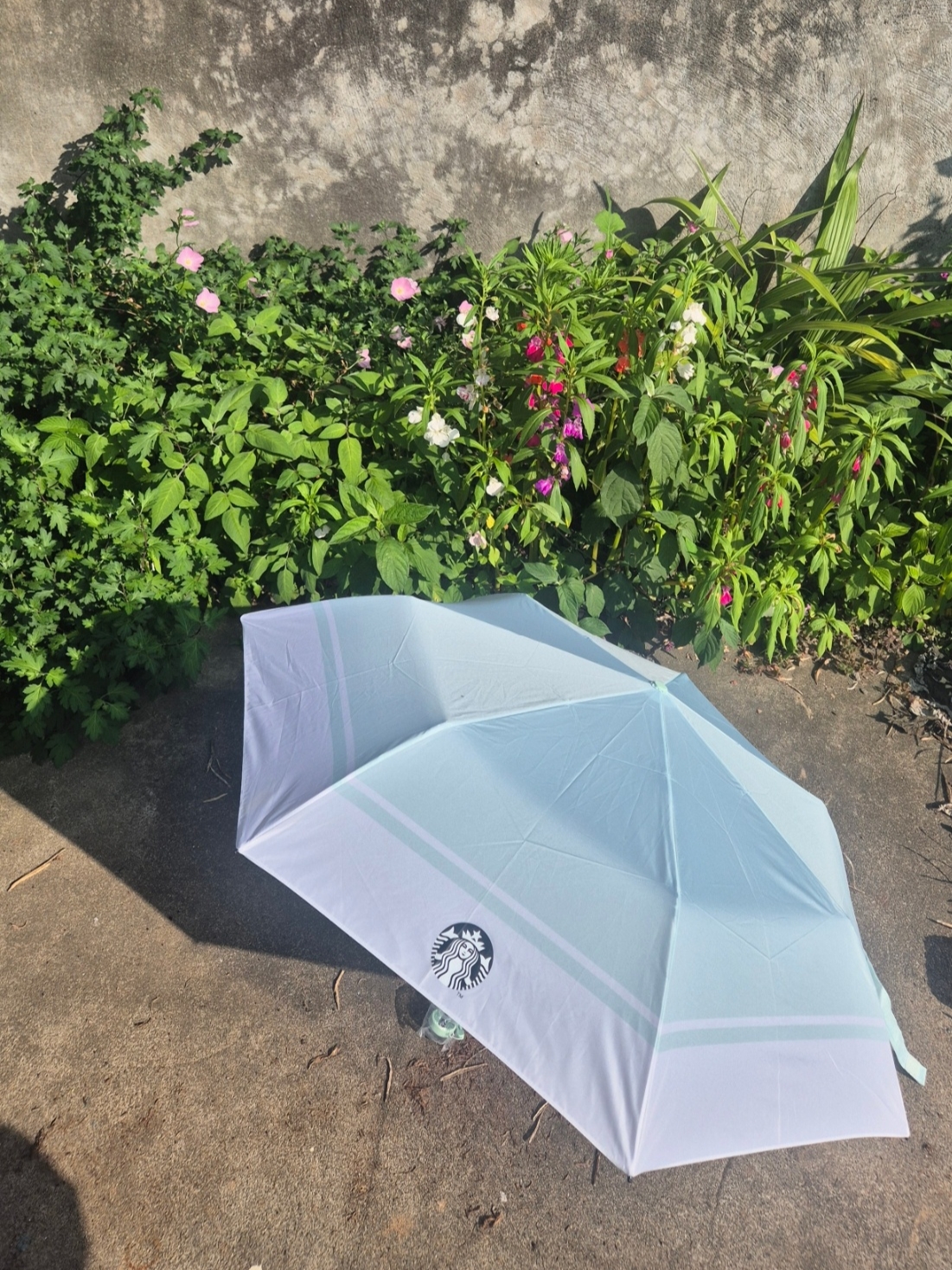 Starbucks Daily 3 Step Umbrella Apple Mint 착용 스타일
