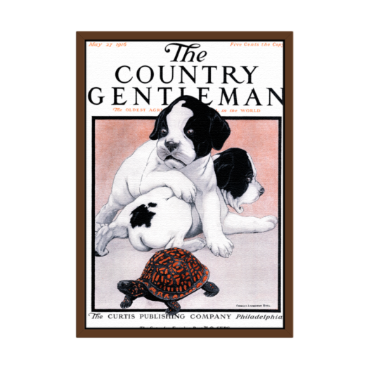 SFX3GD711A The Saturday Evening Post Framed Poster_Puppies and Box Turtle_A2