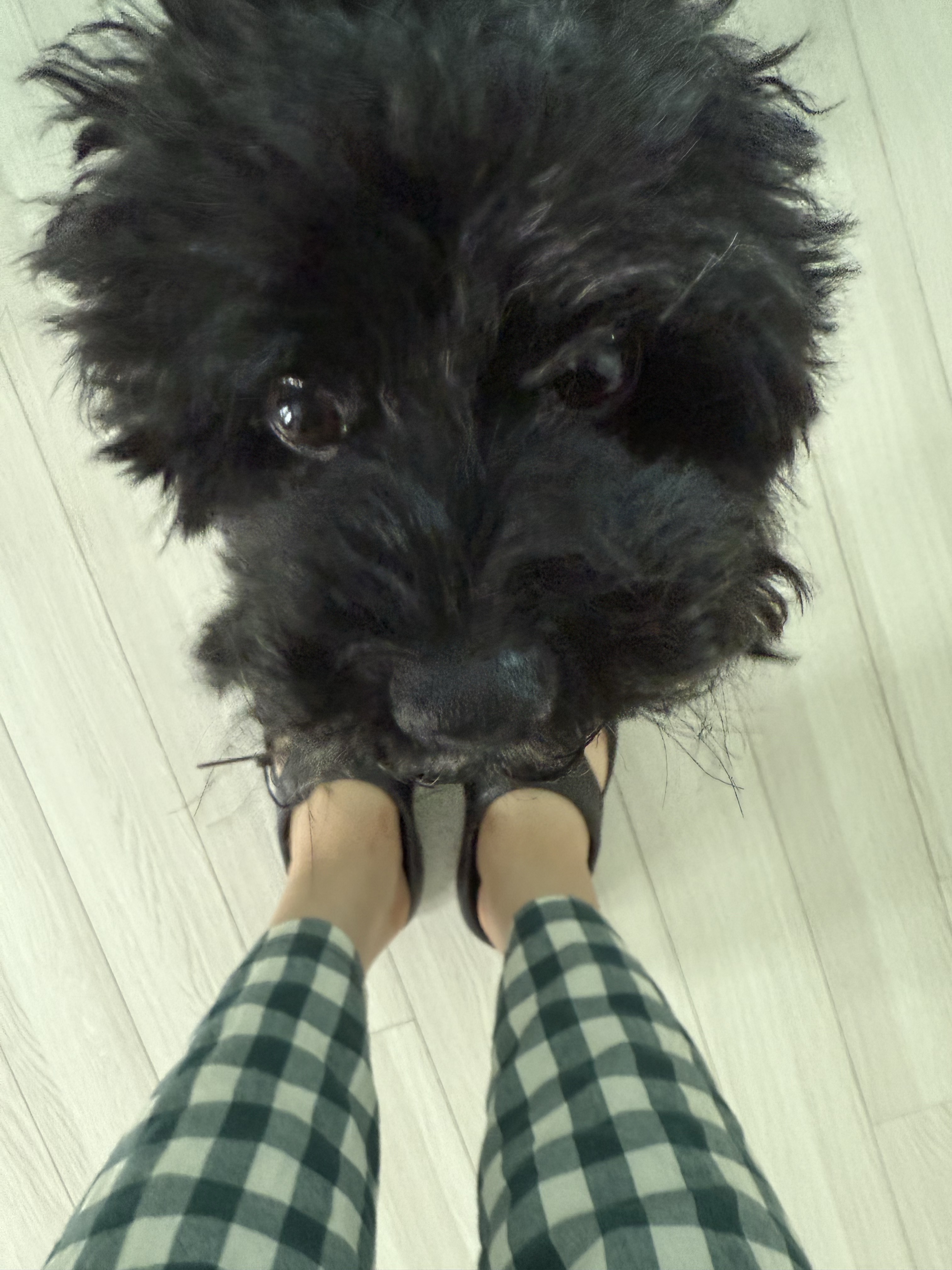 (W) Keen Shanti Black Dawn Blue 착용 스타일 - 3
