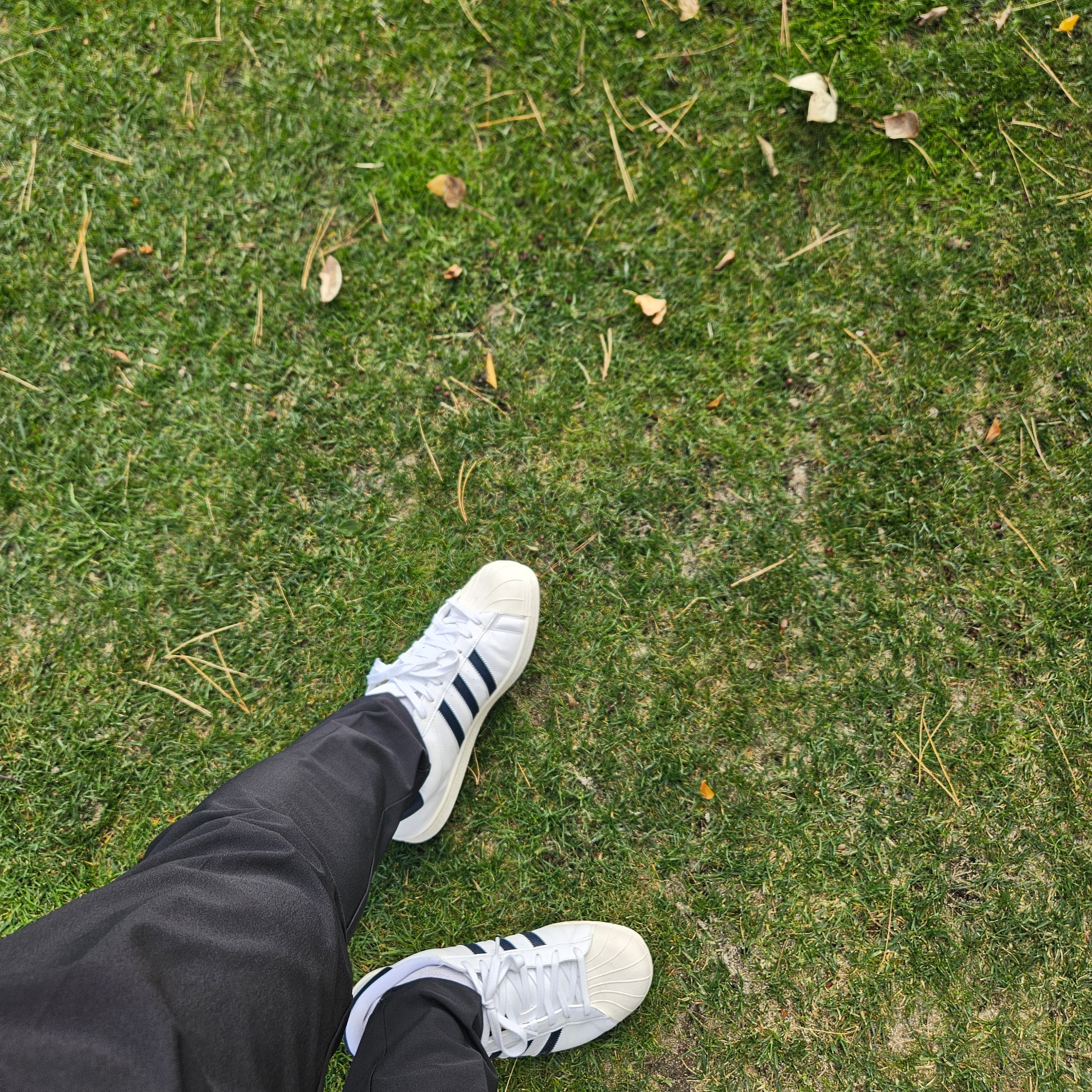 Adidas Golf Superstar Cloud White Collegiate Navy 착용 스타일