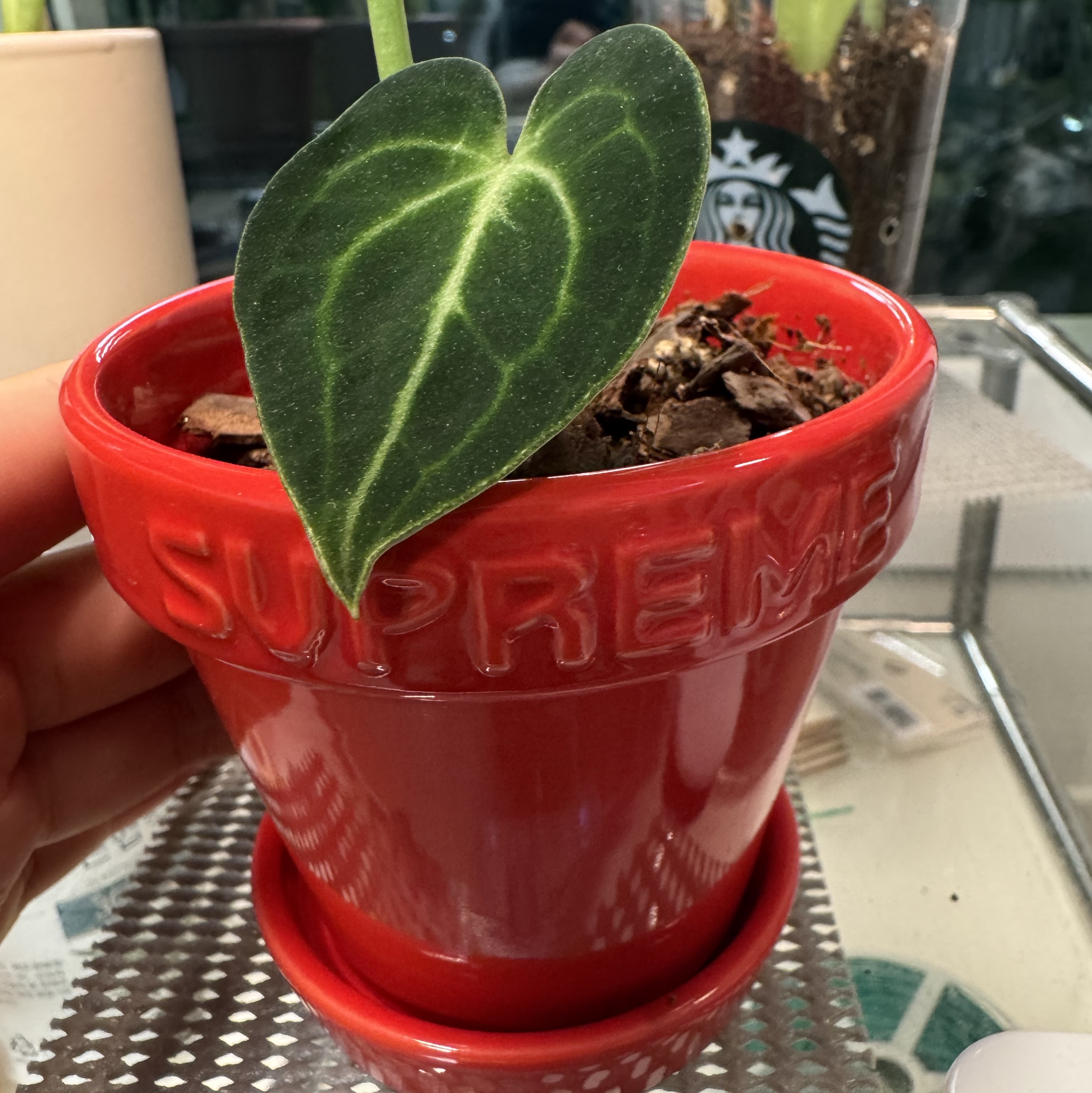 Supreme Mini Planters Multicolor (Set of 3) - 25SS 착용 스타일
