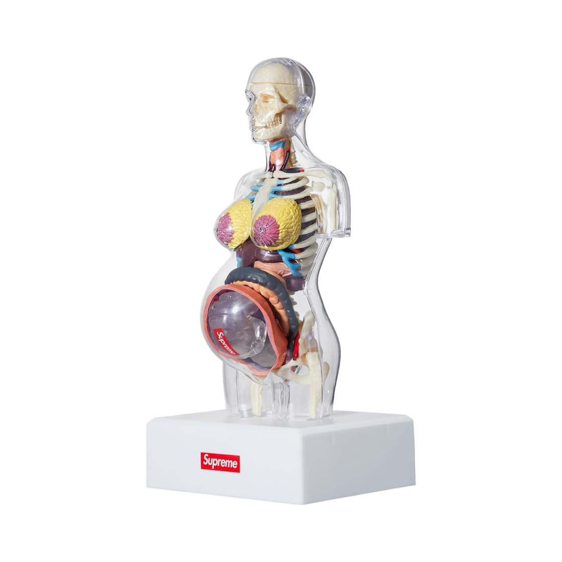 - Supreme Female Anatomy Model Clear - 18FW