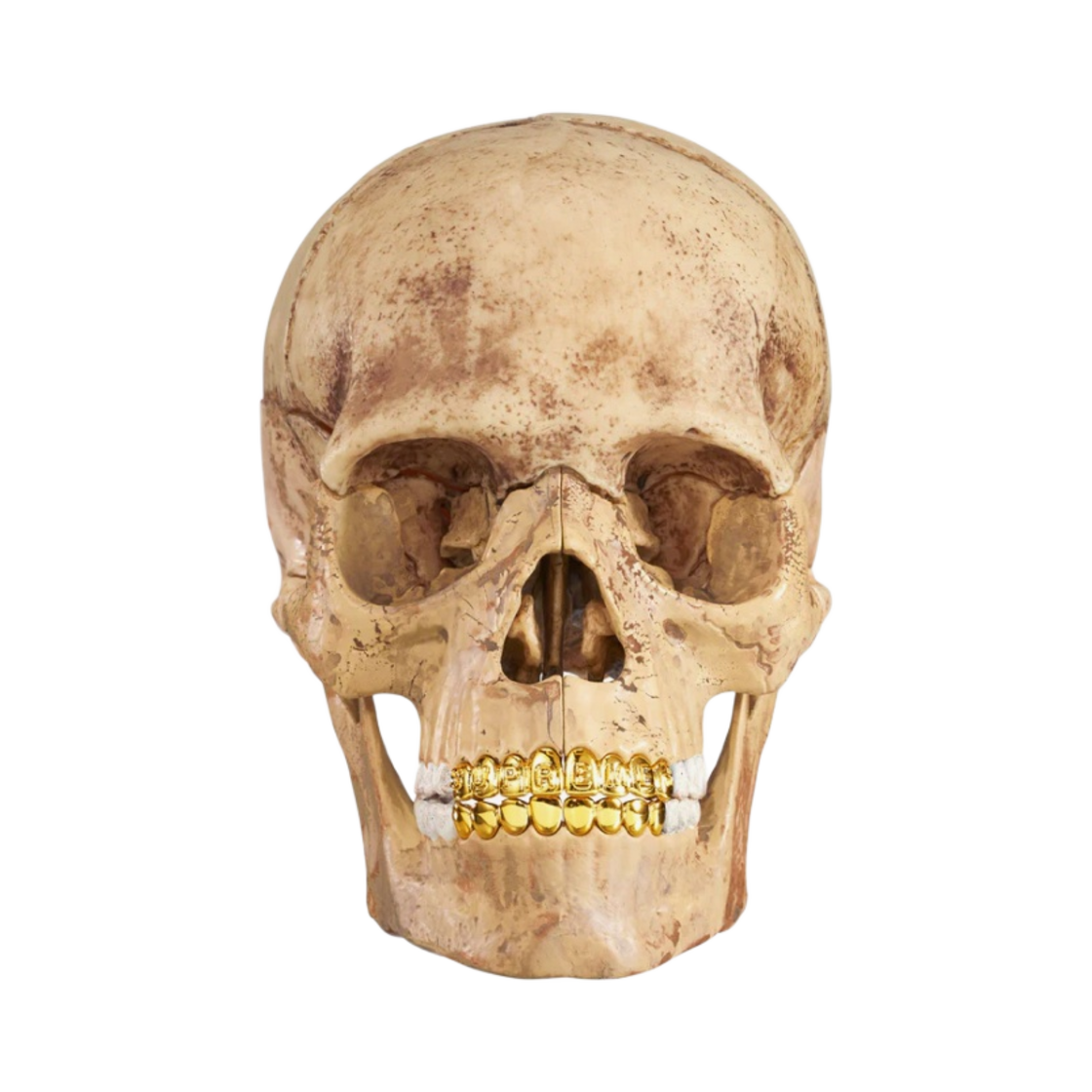 - Supreme 4D Model Human Skull Natural - 23FW