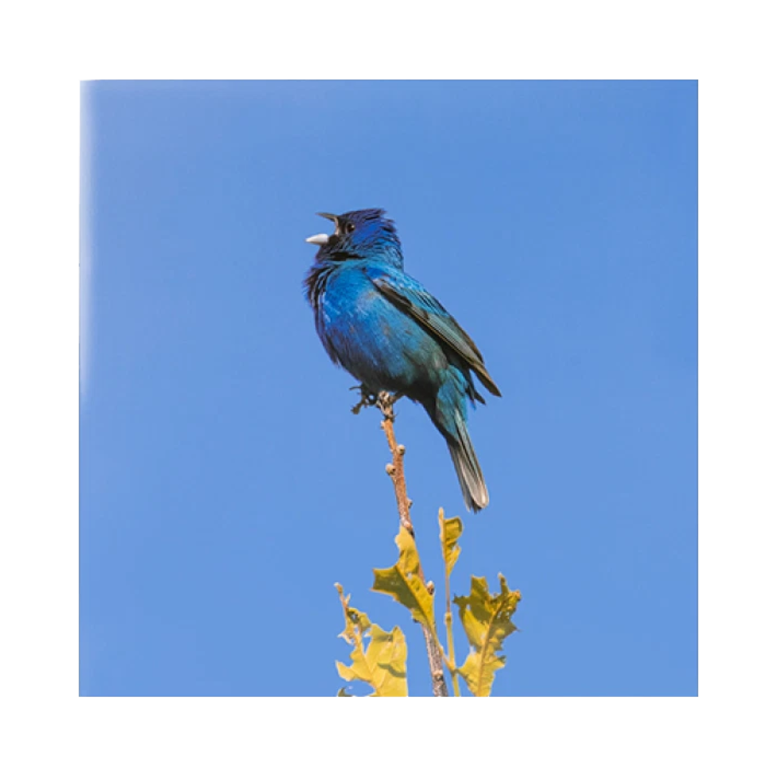 윤지영 블루 버드 LP 클리어