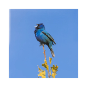 Yoon Jiyoung Blue Bird LP Clear