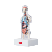 Supreme Male Anatomy Model Clear - 18FW