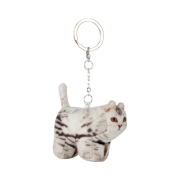 SJF x Soft Thumbnail Soya, Domestic Shorthair