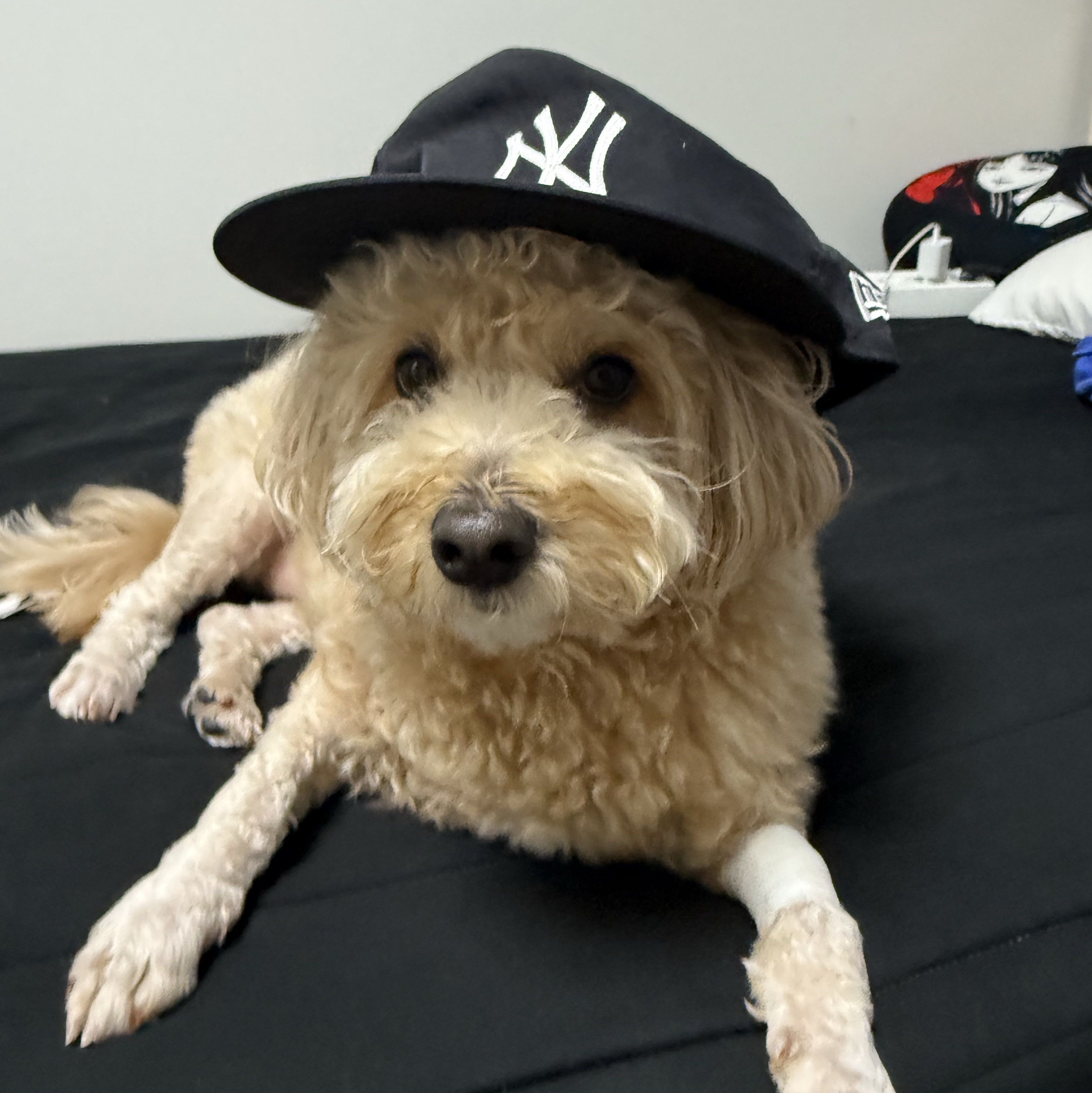 Thisisneverthat x New Era x MLB New York Yankees 9FIFTY Retro Crown Cap Black 착용 스타일 - 1