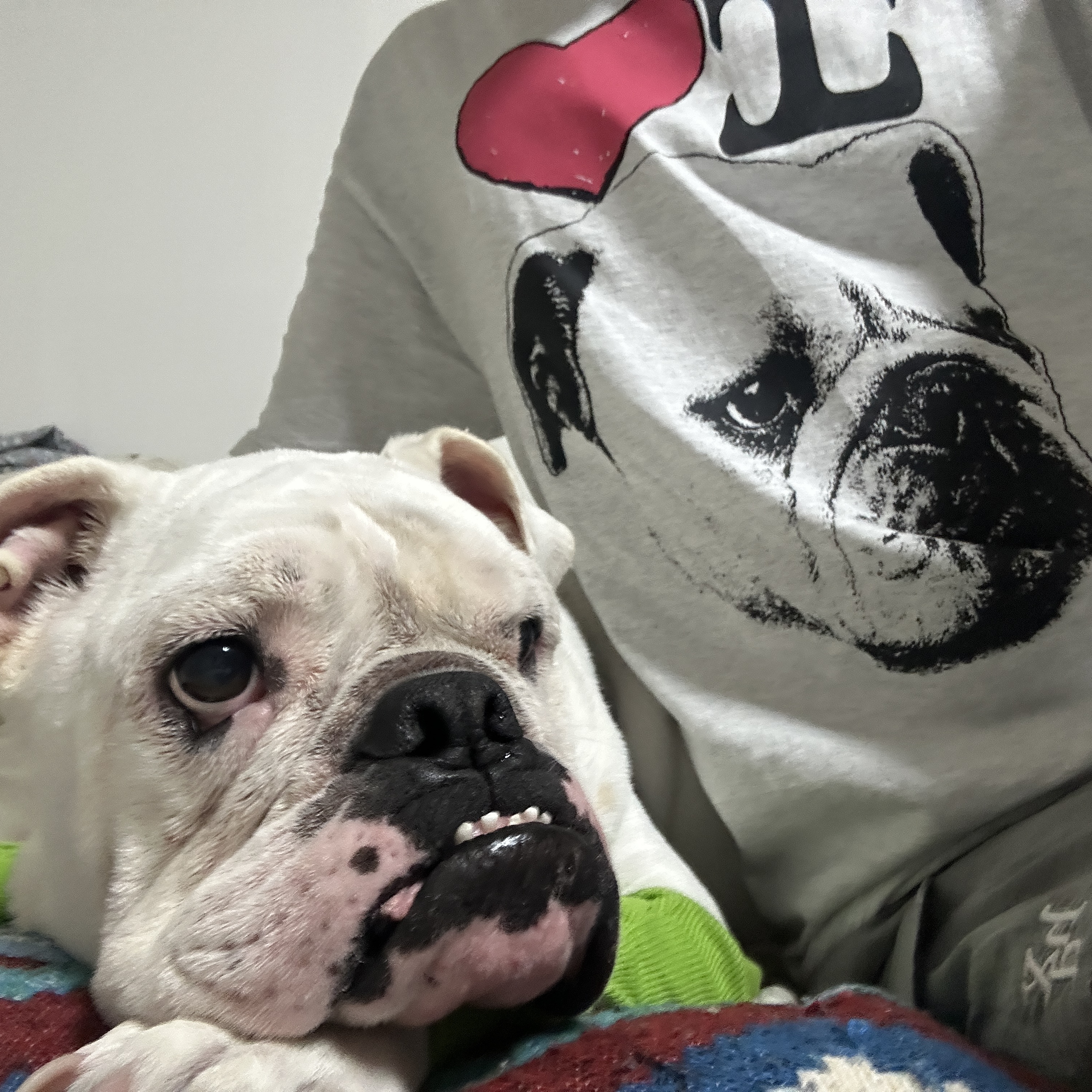 [KREAM 단독] Suade Bulldog Tee Melange Gray 착용 스타일